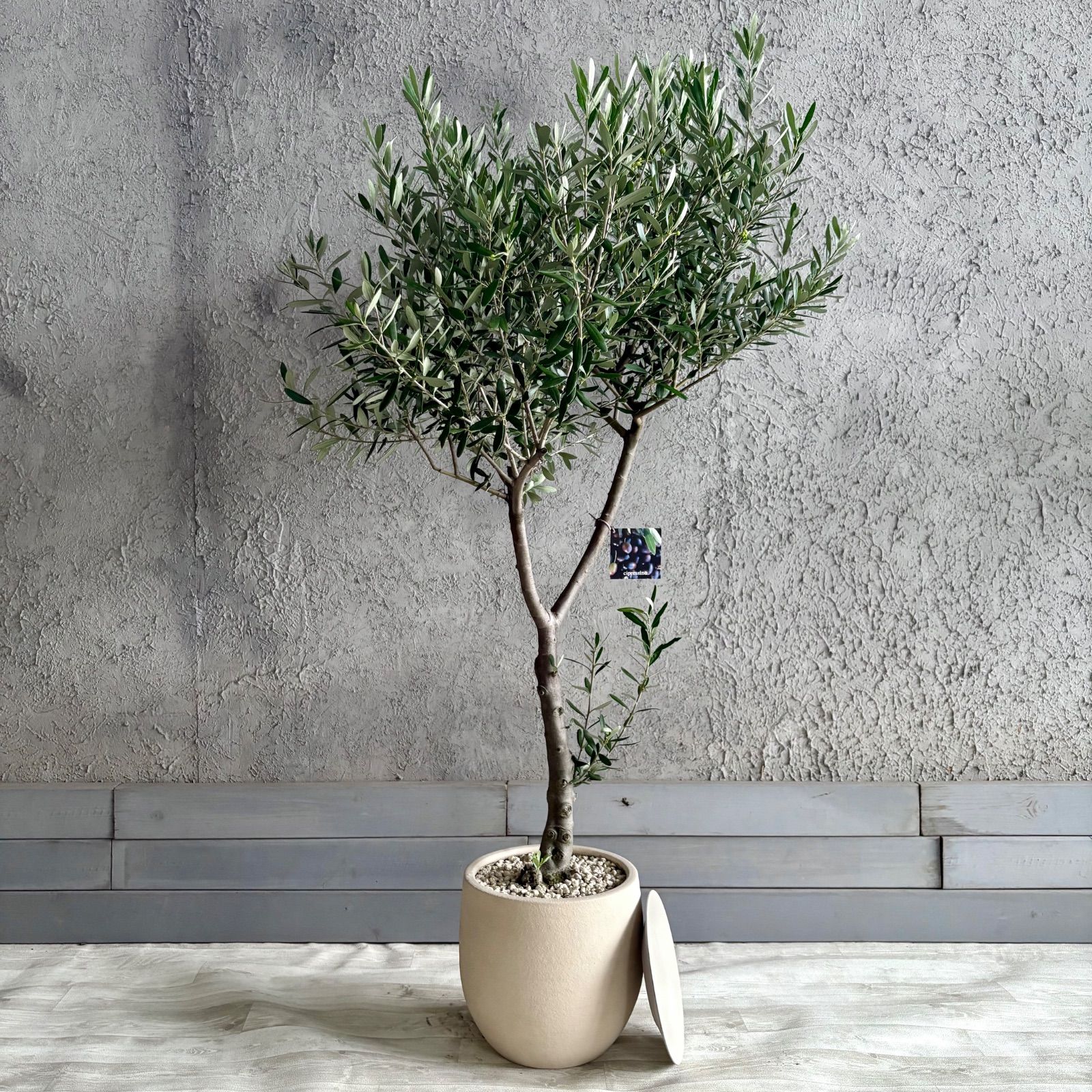 大型　美形　直立性　オリーブの木　souju　シプレッシーノ　9号　テラコッタ鉢植え　ストーンベージュ　受け皿付き