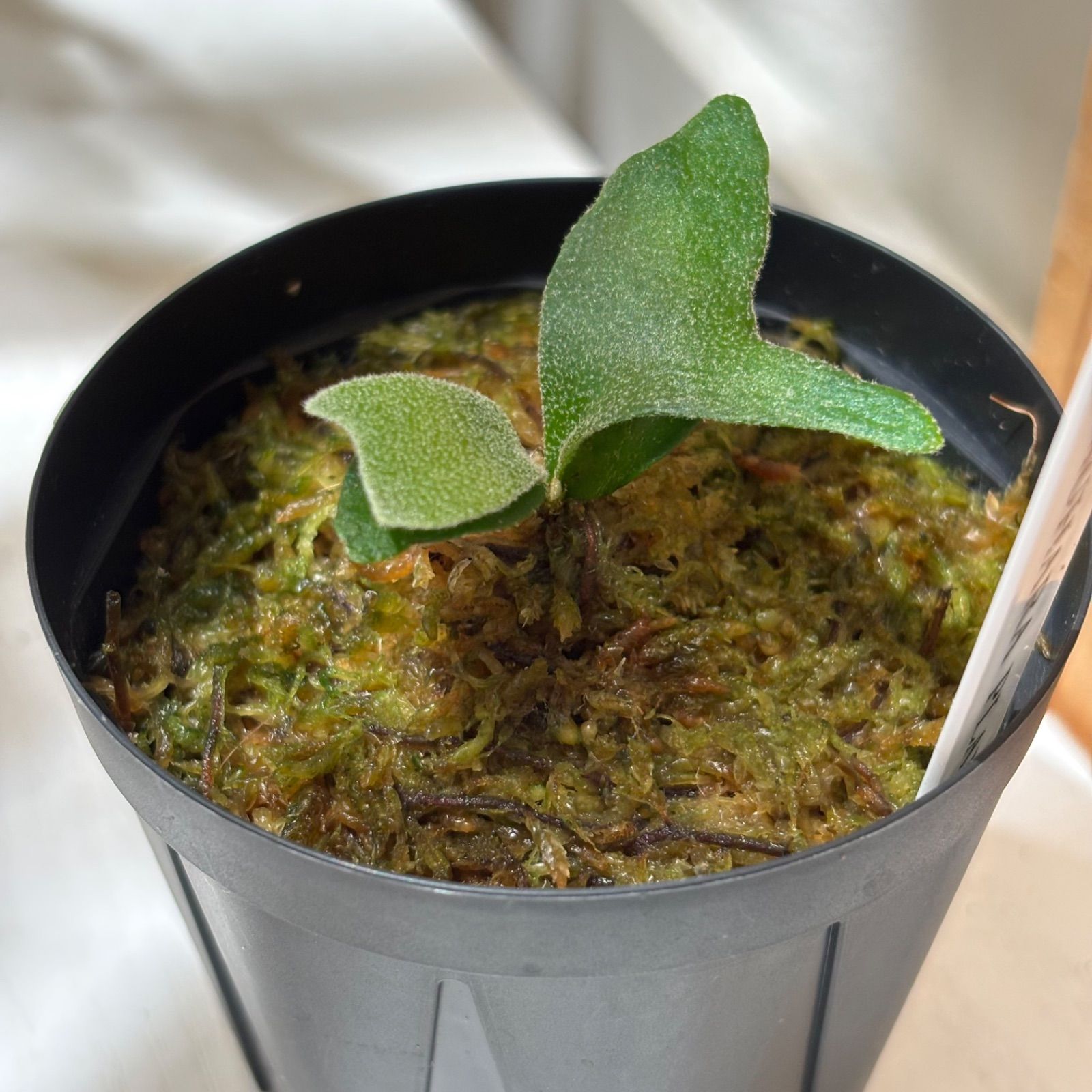 P. willinckii ‘ Masayu’【TC】ビカクシダ