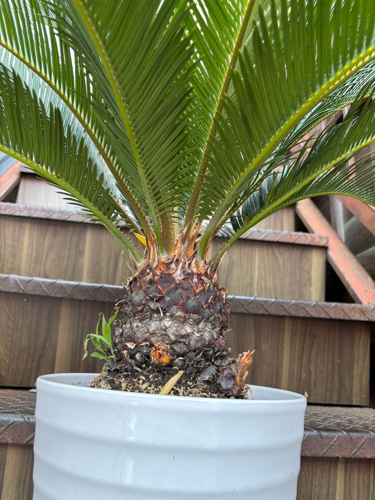 ソテツ 観葉植物 シンボルツリー ドライガーデン ロックガーデン