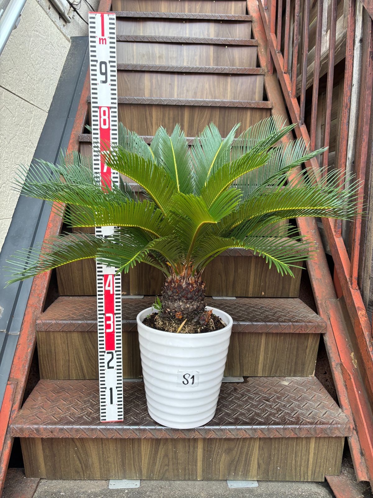 ソテツ 観葉植物 シンボルツリー ドライガーデン ロックガーデン