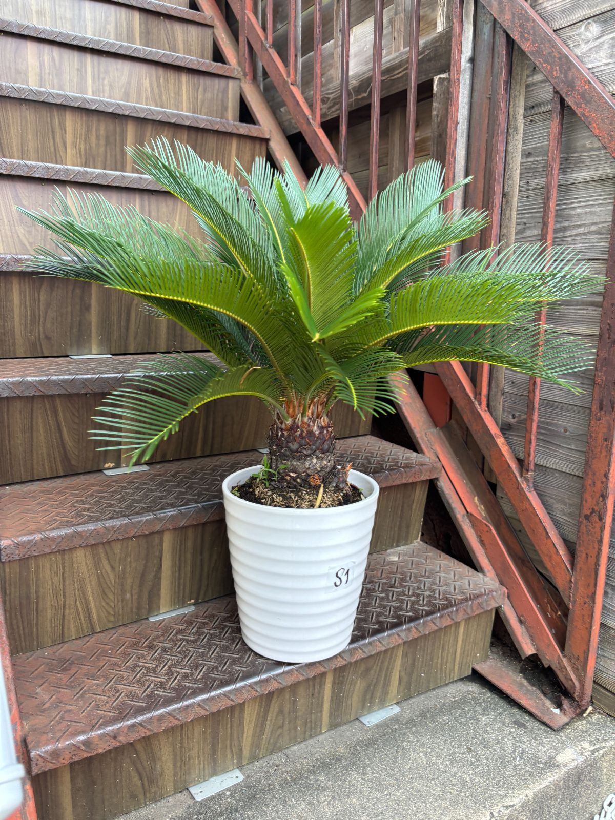 ソテツ 観葉植物 シンボルツリー ドライガーデン ロックガーデン