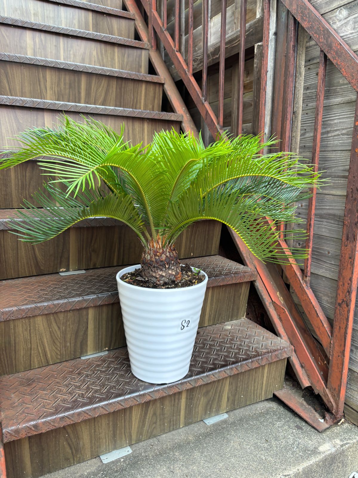 ソテツ 観葉植物 シンボルツリー ドライガーデン ロックガーデン