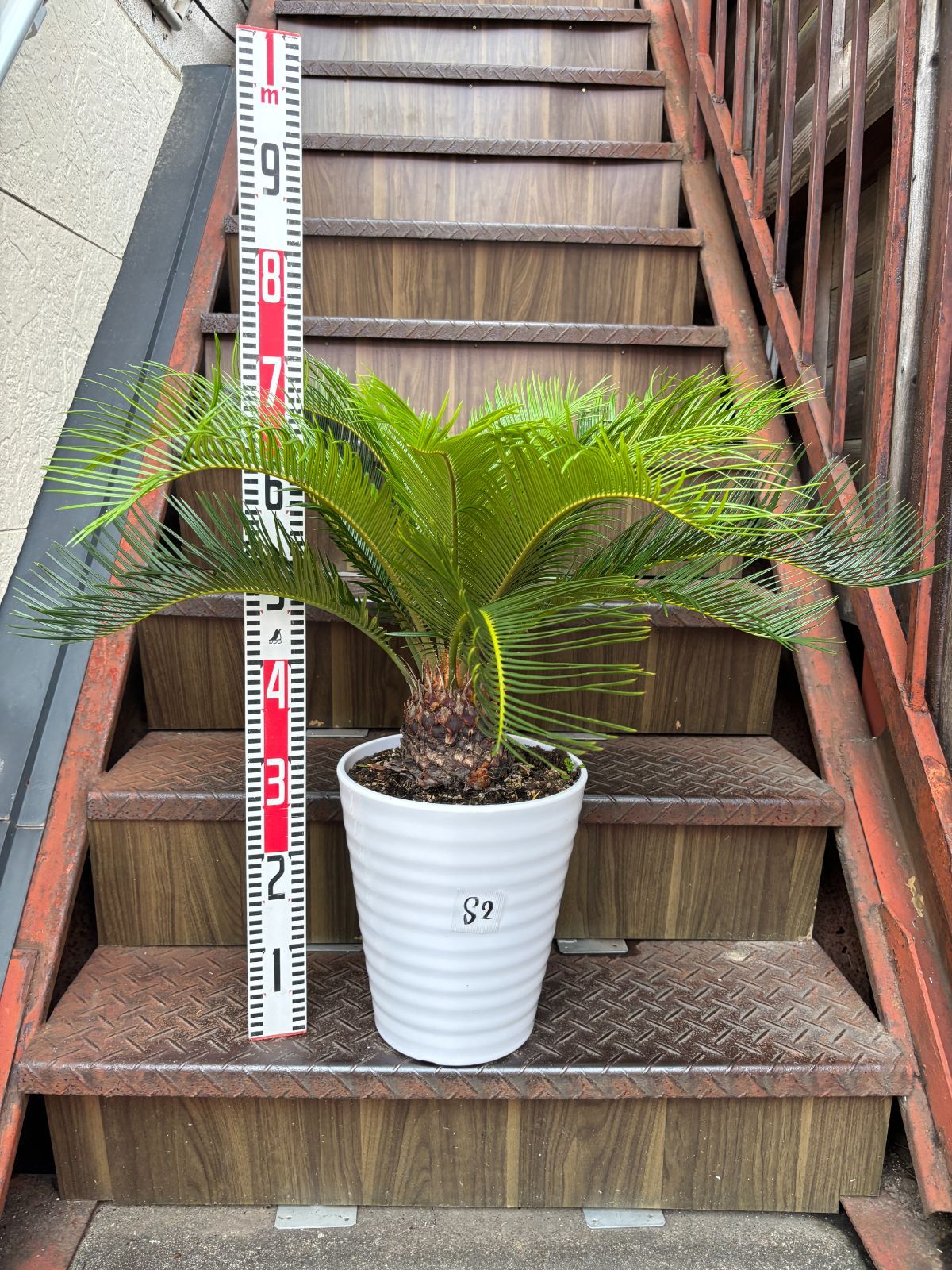ソテツ 観葉植物 シンボルツリー ドライガーデン ロックガーデン