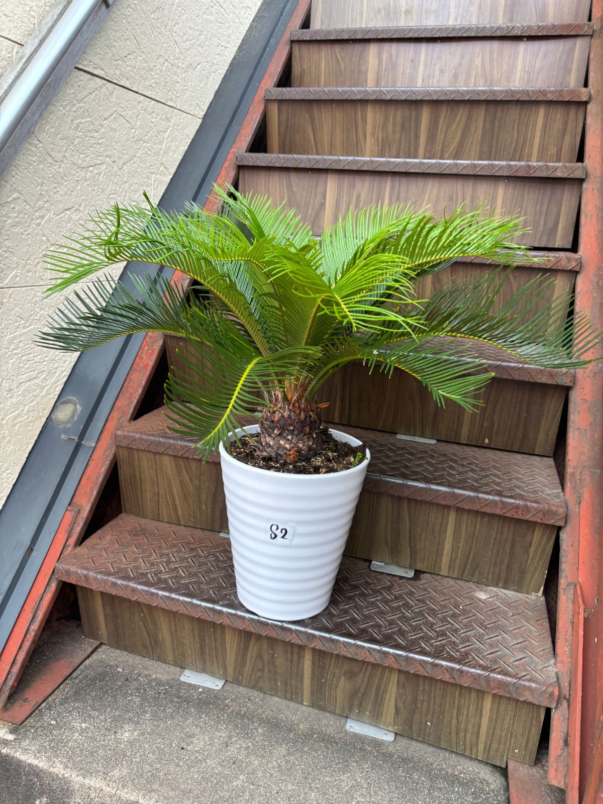 ソテツ 観葉植物 シンボルツリー ドライガーデン ロックガーデン