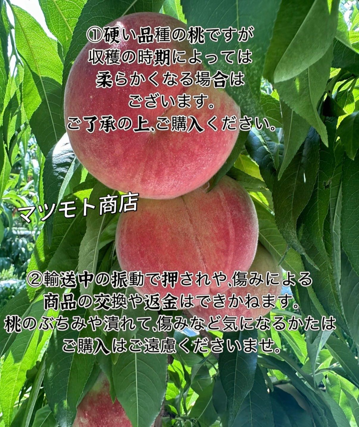 山梨県産 硬い桃 あかつき 2kg 訳あり クール便 - メルカリ