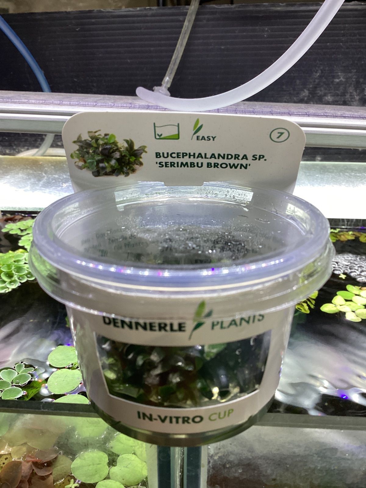 Bucephalandra sp. SERIMBU BROWN　デナリー