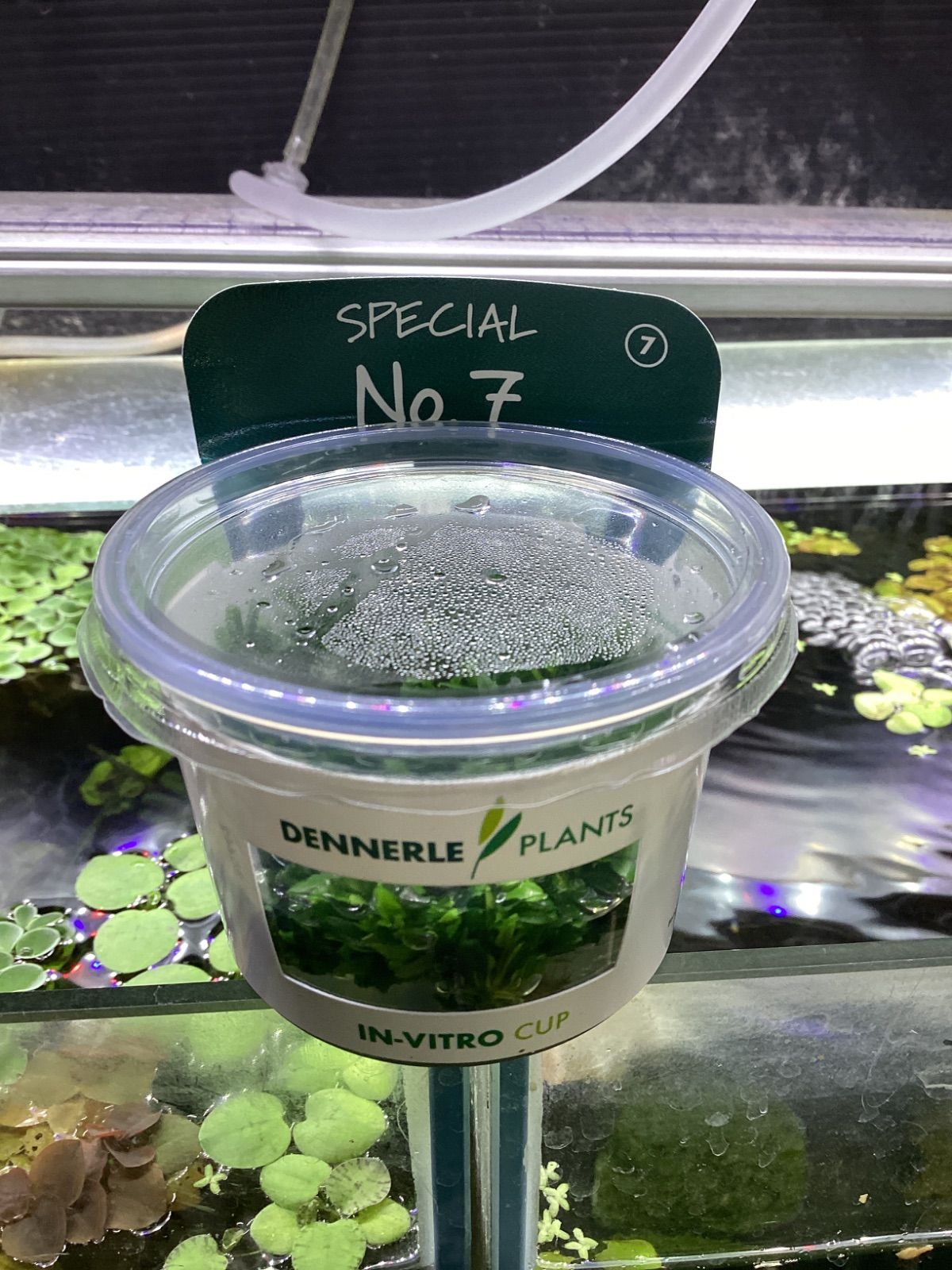 Bucephalandra sp. SPECIAL No.7　デナリー