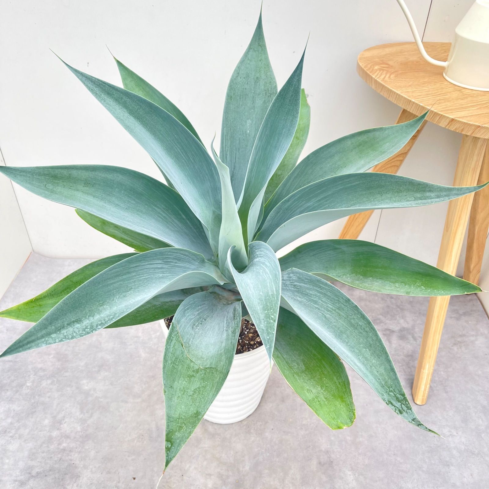 アガベ アテナータ ボーチンブルー 3【現品】☆希少☆ 観葉植物 大型