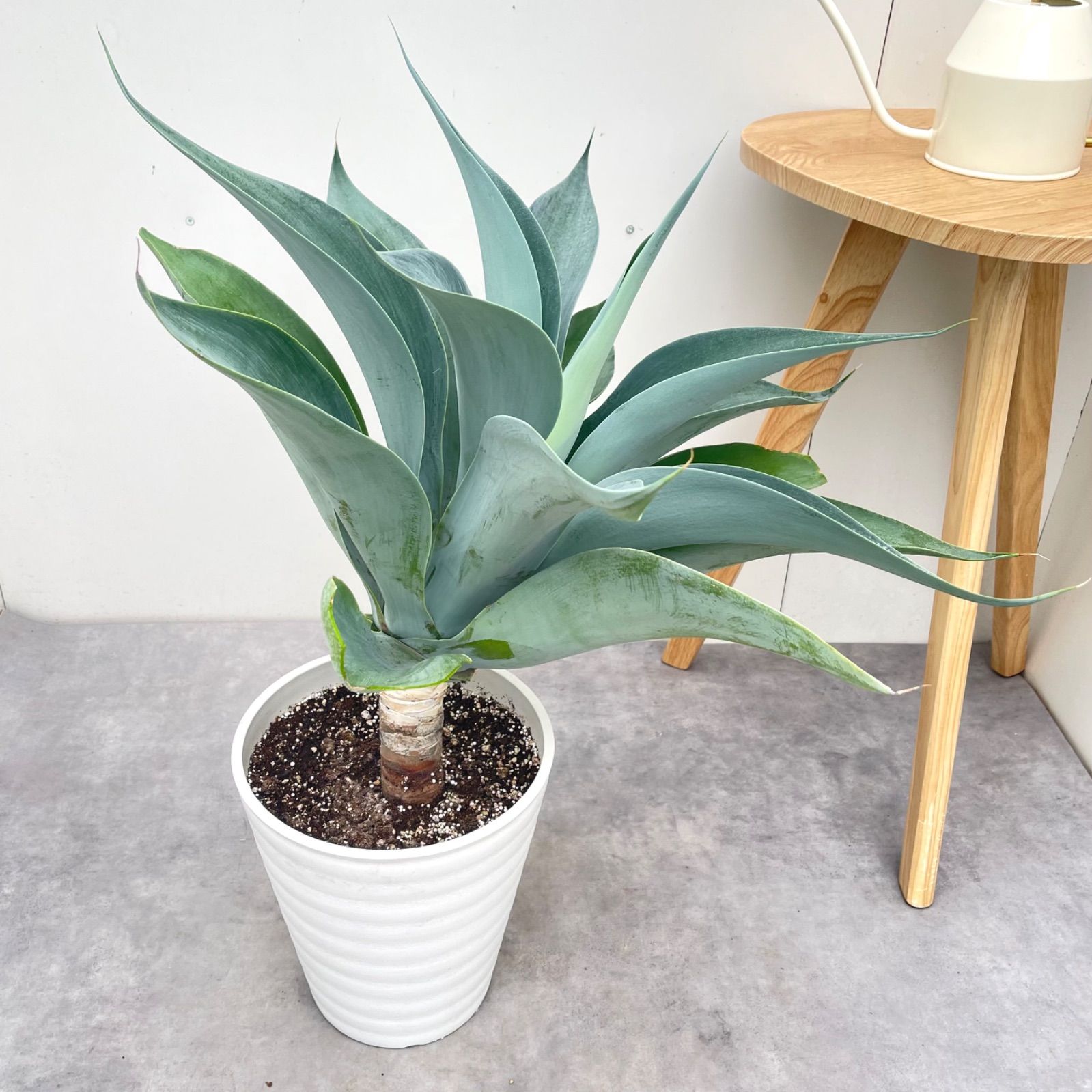 アガベ アテナータ ボーチンブルー 3【現品】☆希少☆ 観葉植物 大型