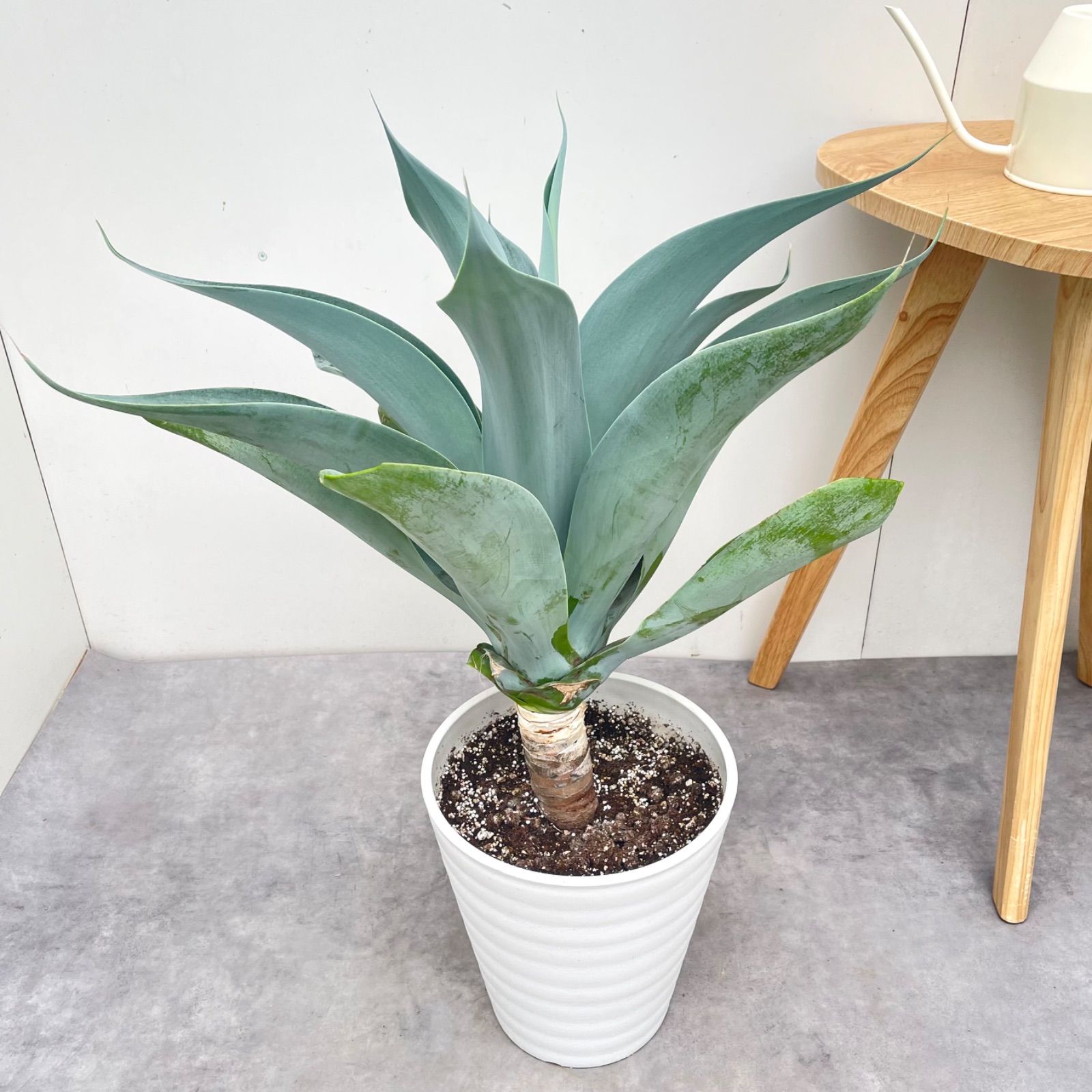 アガベ アテナータ ボーチンブルー 3【現品】☆希少☆ 観葉植物 大型