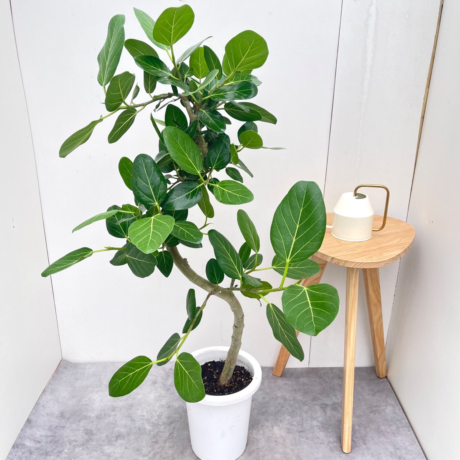 フィカス ベンガレンシス 曲がり 7【現品】観葉植物 大型 室内
