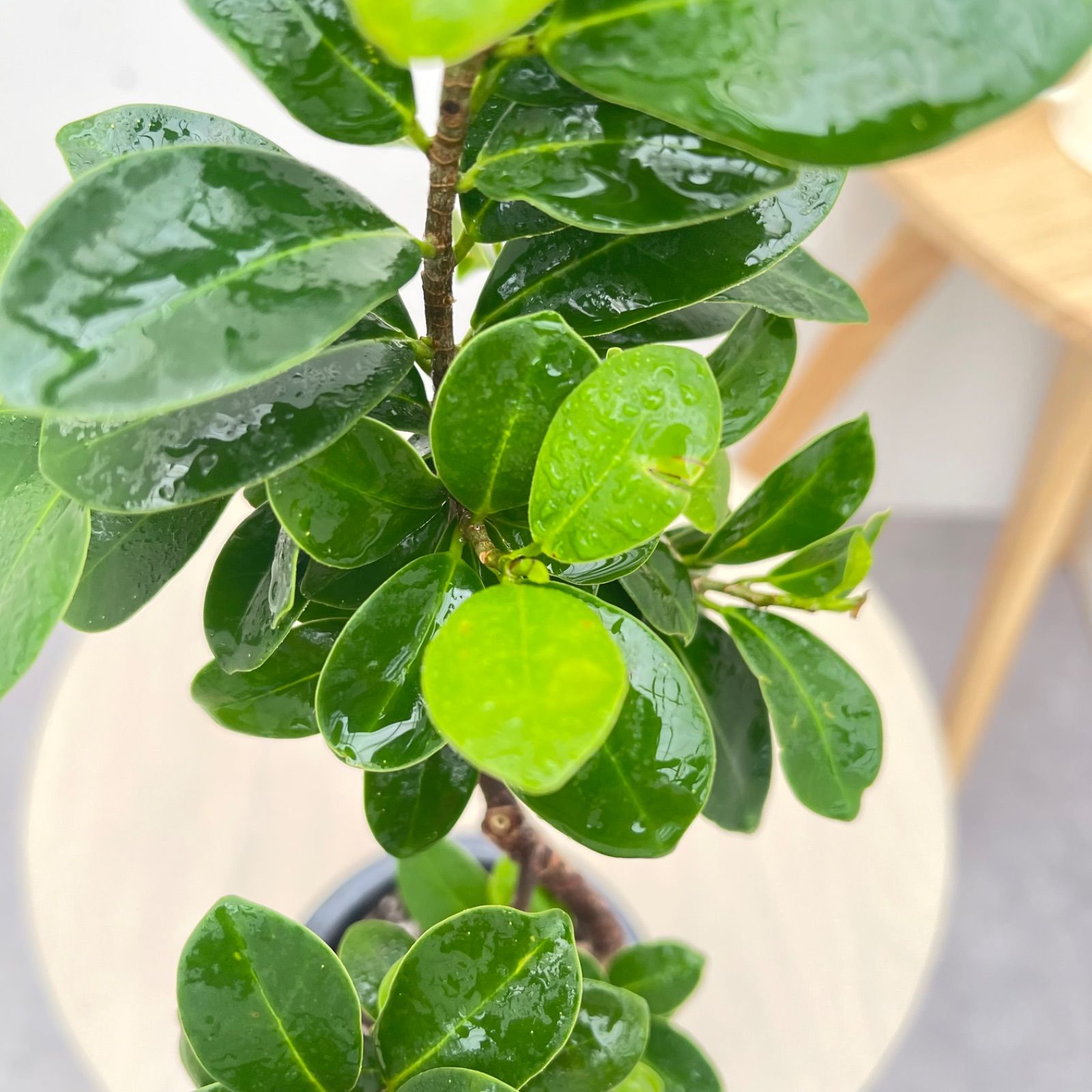 尖閣ガジュマル 曲がり 25【現品】☆希少☆ 観葉植物 室内 4号 - メルカリ