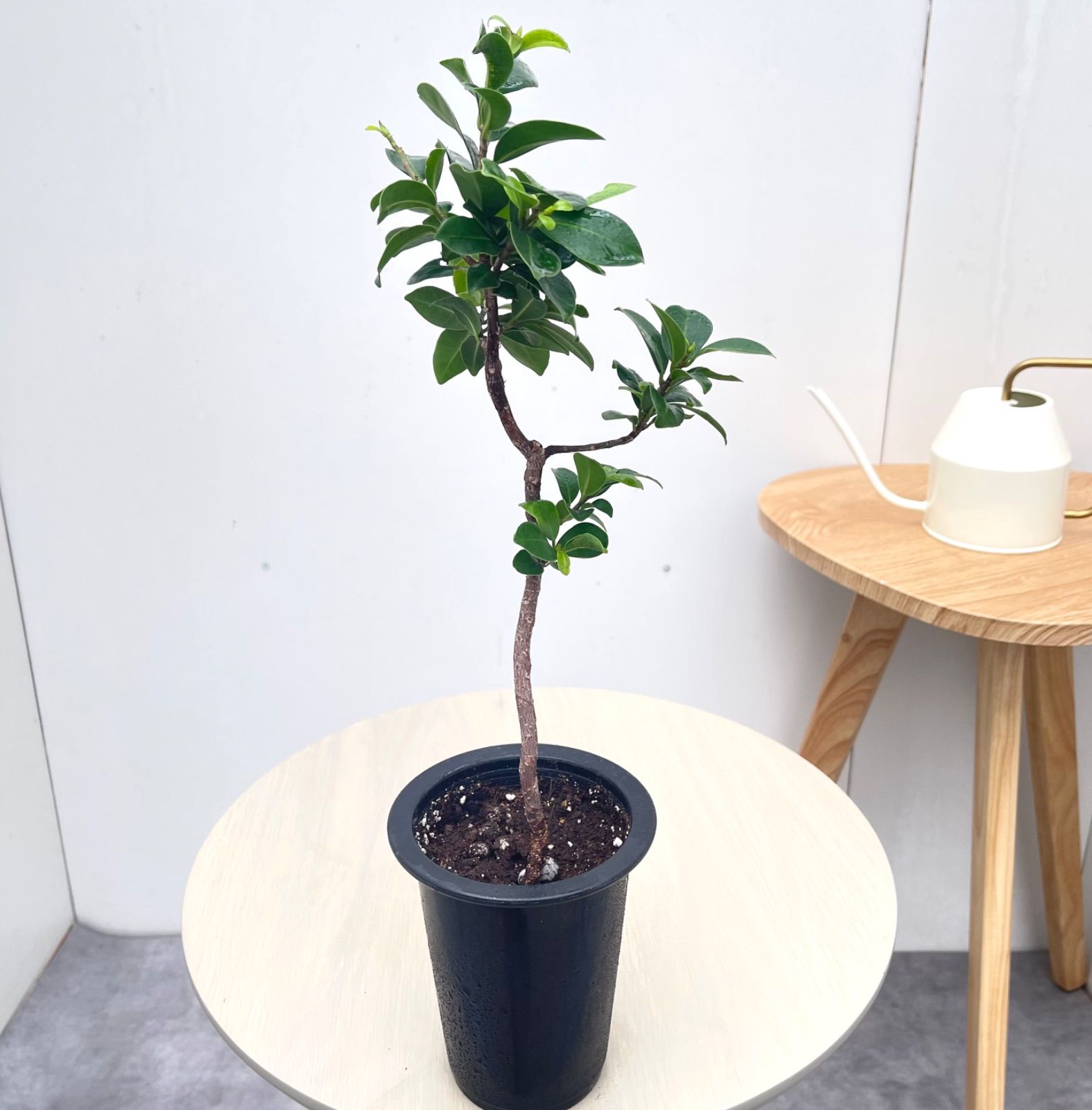 尖閣ガジュマル 曲がり 25【現品】☆希少☆ 観葉植物 室内 4号 - メルカリ