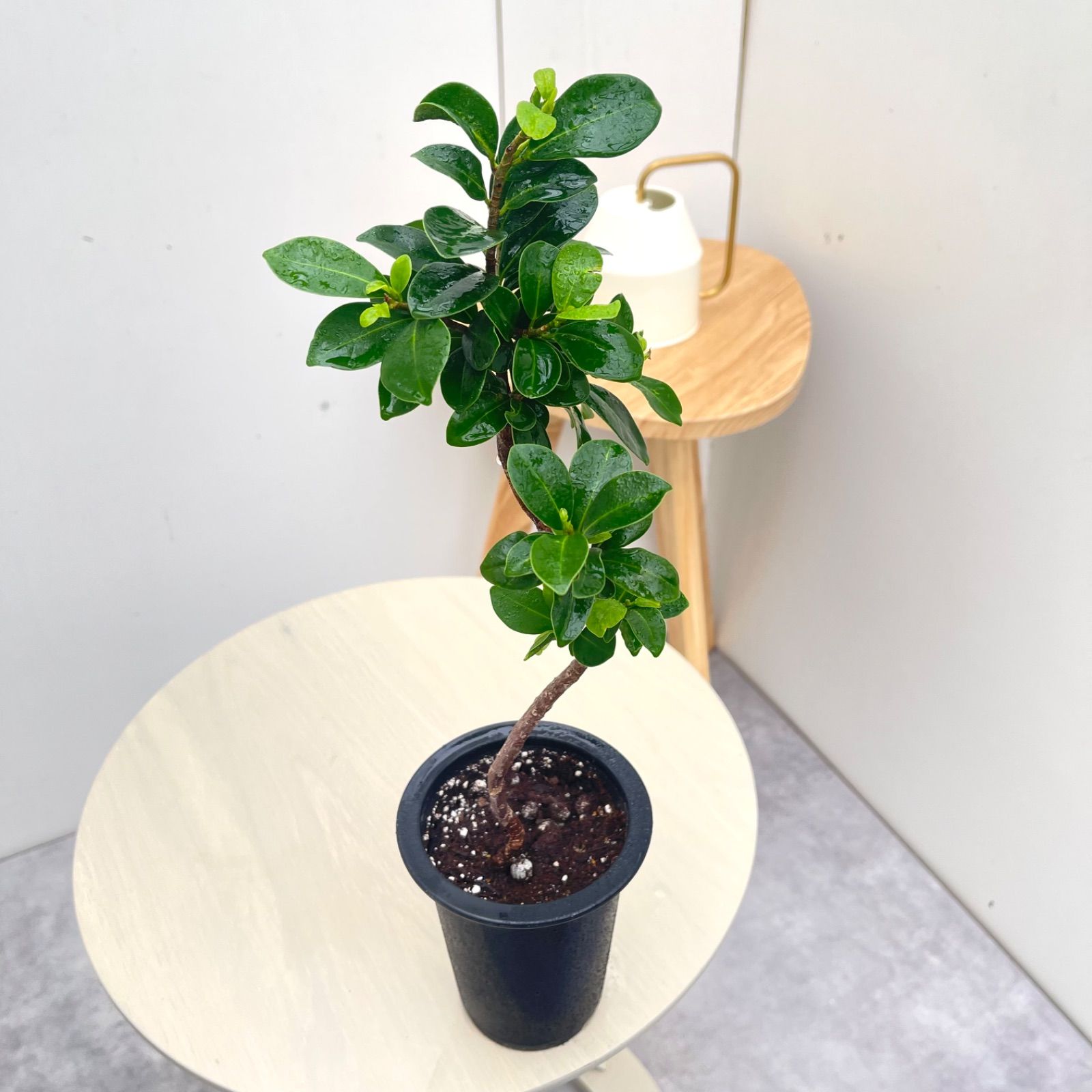 尖閣ガジュマル 曲がり 25【現品】☆希少☆ 観葉植物 室内 4号 - メルカリ