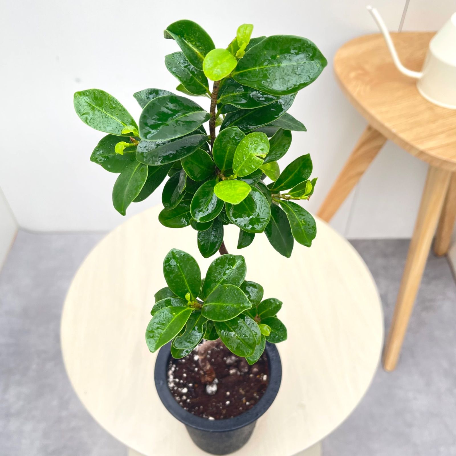 尖閣ガジュマル 曲がり 25【現品】☆希少☆ 観葉植物 室内 4号 - メルカリ