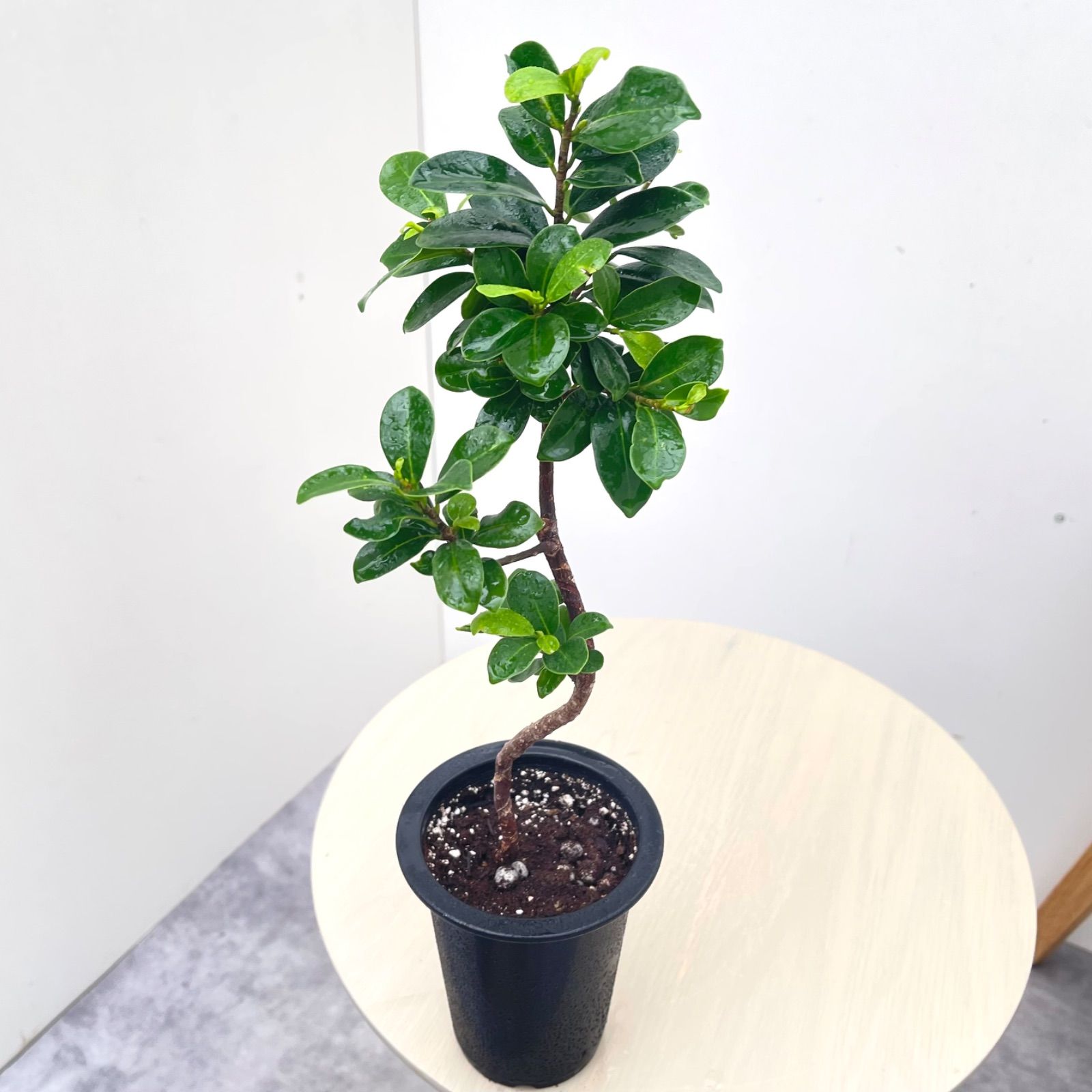 尖閣ガジュマル 曲がり 25【現品】☆希少☆ 観葉植物 室内 4号 - メルカリ