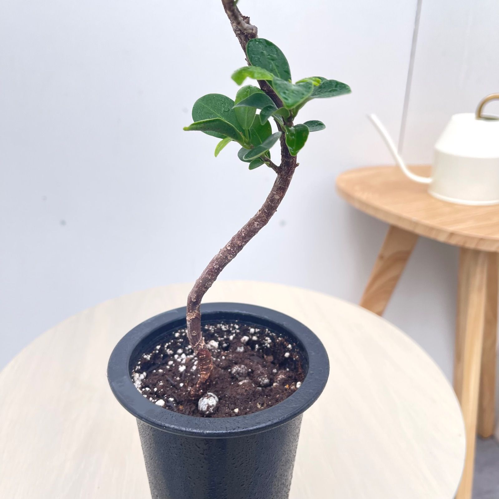 尖閣ガジュマル 曲がり 25【現品】☆希少☆ 観葉植物 室内 4号 - メルカリ