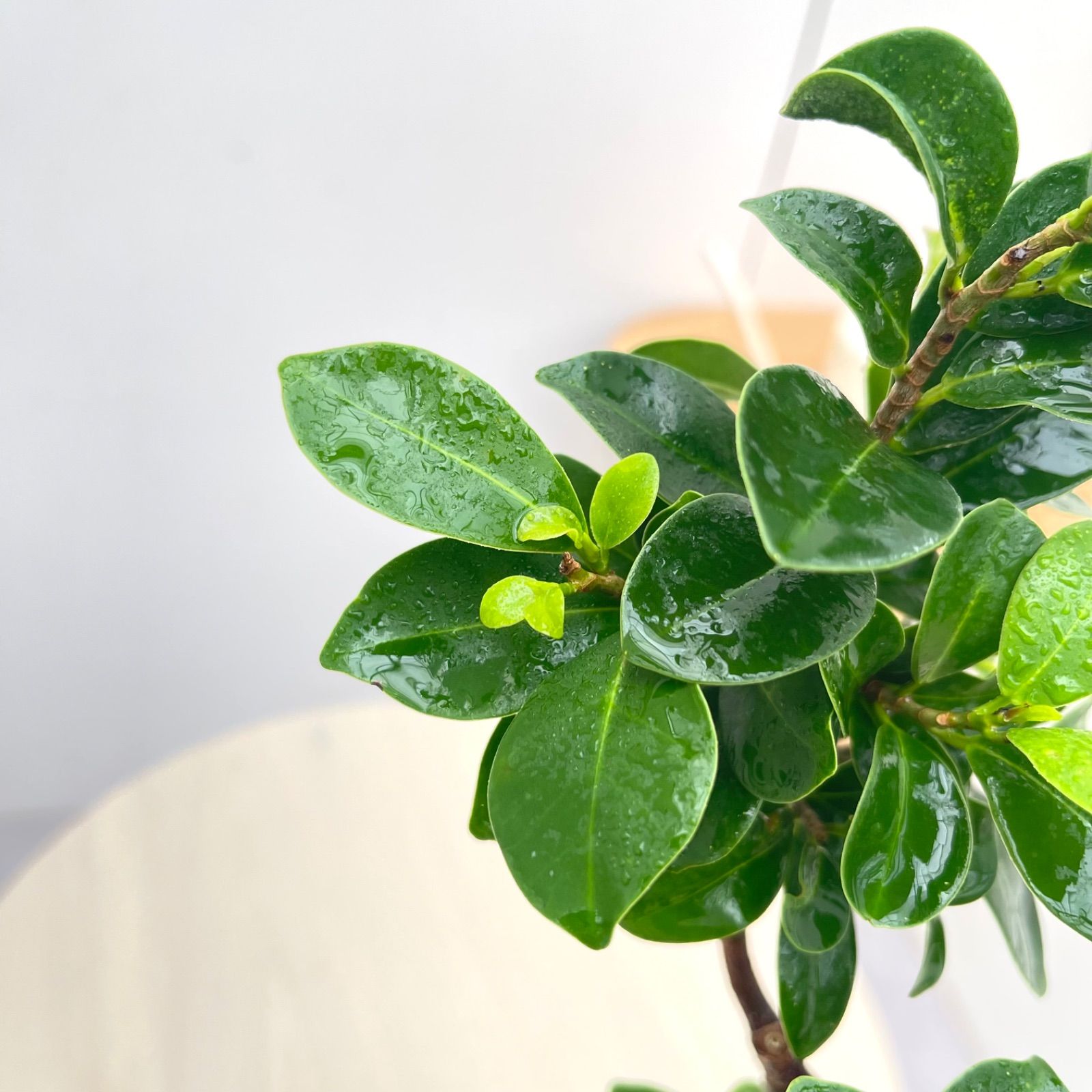 尖閣ガジュマル 曲がり 25【現品】☆希少☆ 観葉植物 室内 4号 - メルカリ
