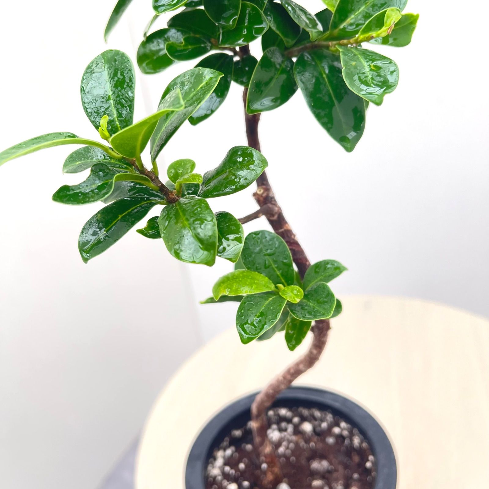 尖閣ガジュマル 曲がり 25【現品】☆希少☆ 観葉植物 室内 4号 - メルカリ