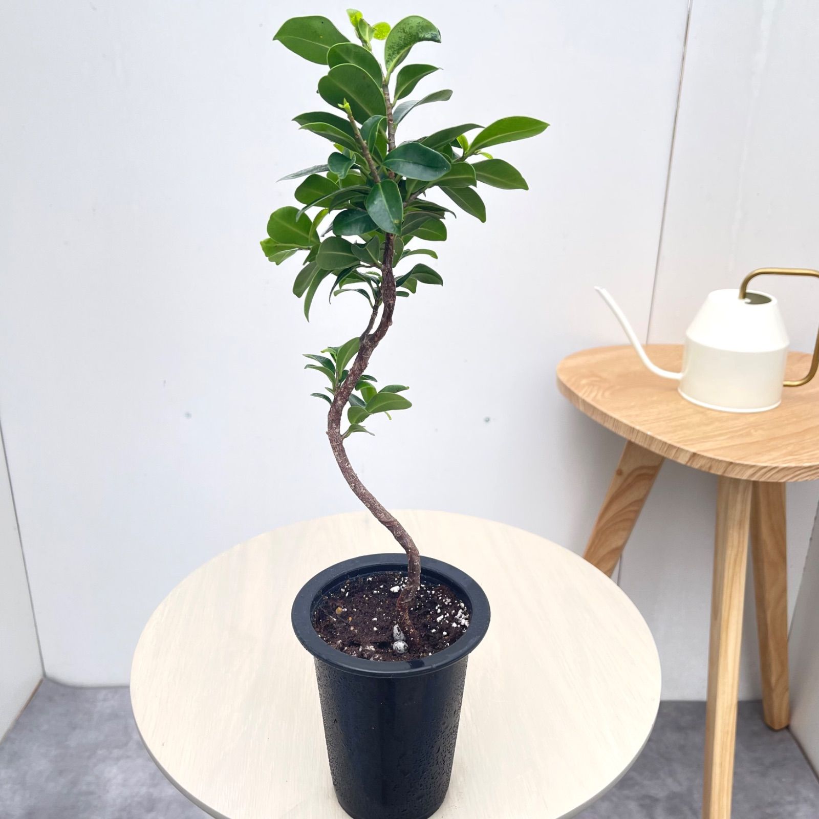 尖閣ガジュマル 曲がり 25【現品】☆希少☆ 観葉植物 室内 4号 - メルカリ