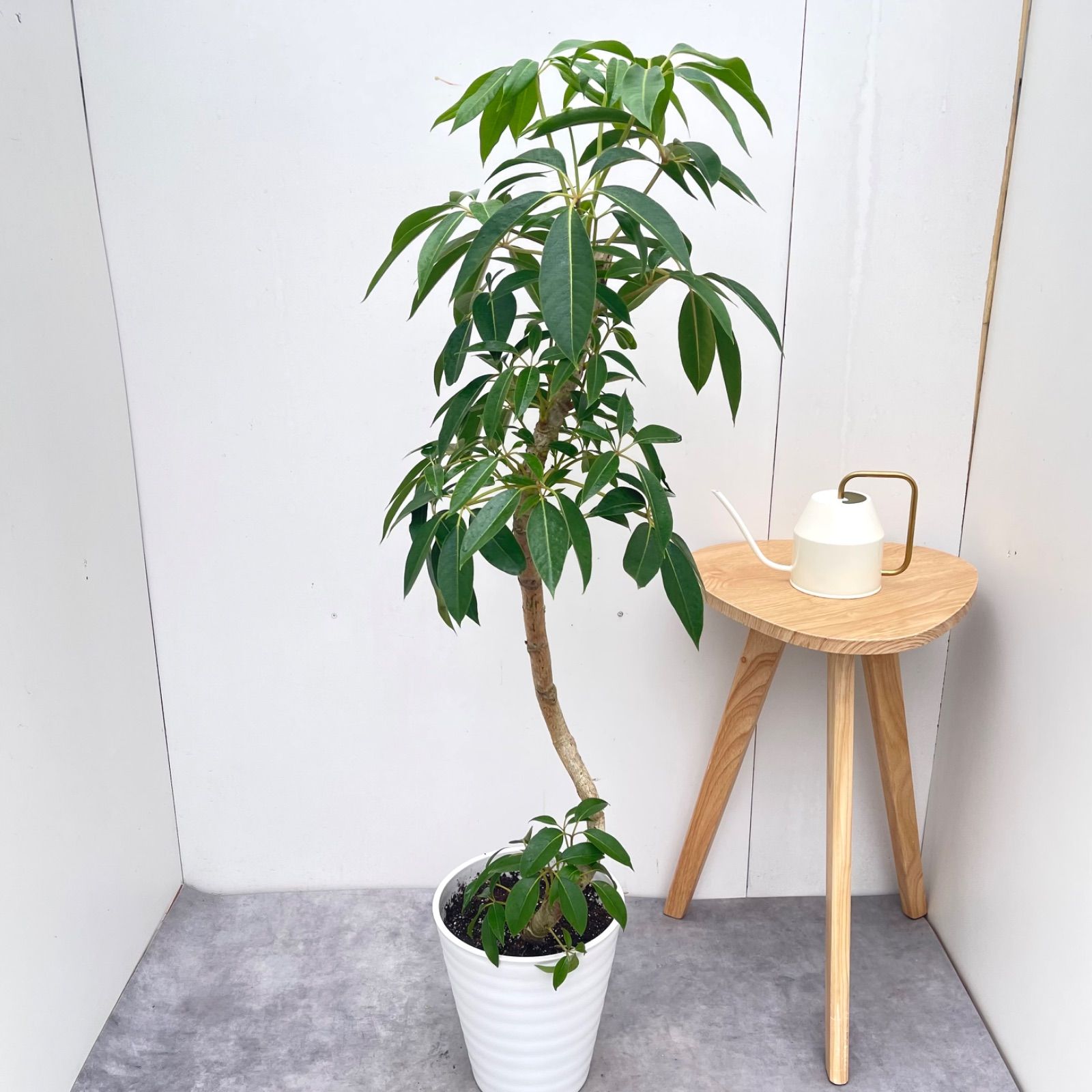 ツピタンサス シェフレラ ピュックレリ 11【現品】観葉植物 室内 大型