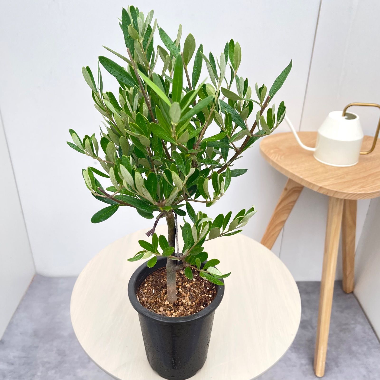 オリーブ チプレッシーノ 35【現品】観葉植物 創樹 SOUJU 4号 - メルカリ