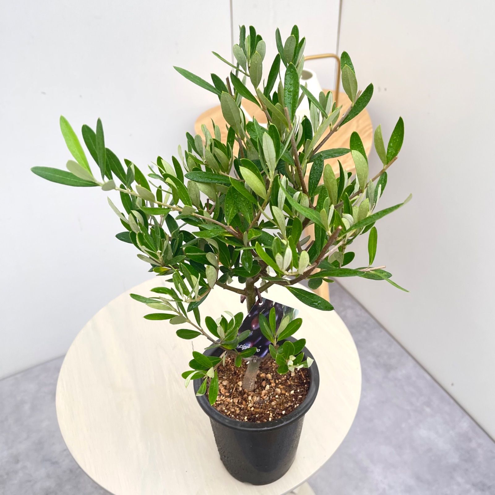 オリーブ チプレッシーノ 35【現品】観葉植物 創樹 SOUJU 4号 - メルカリ