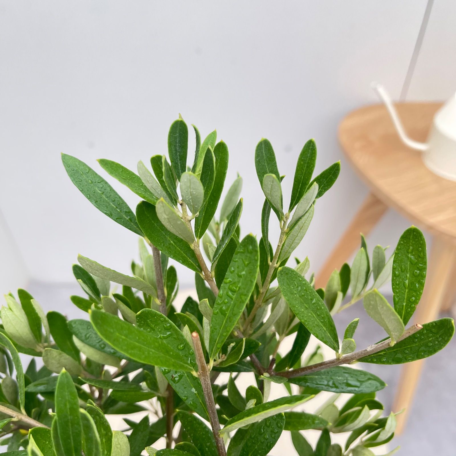 オリーブ チプレッシーノ 35【現品】観葉植物 創樹 SOUJU 4号 - メルカリ