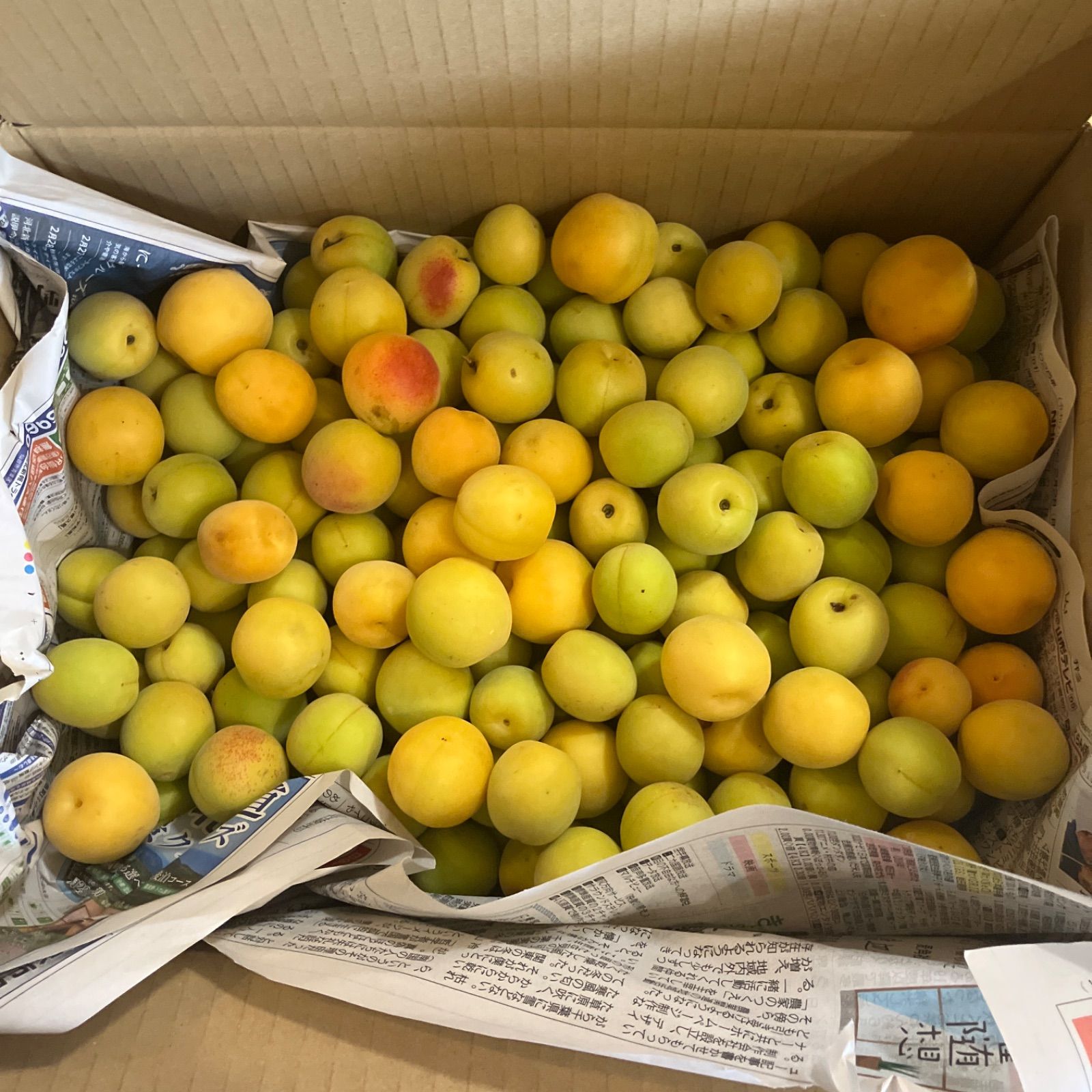 山形県産 幻の谷沢梅 5kg 樹上完熟 朝採り農薬不使用 - メルカリ