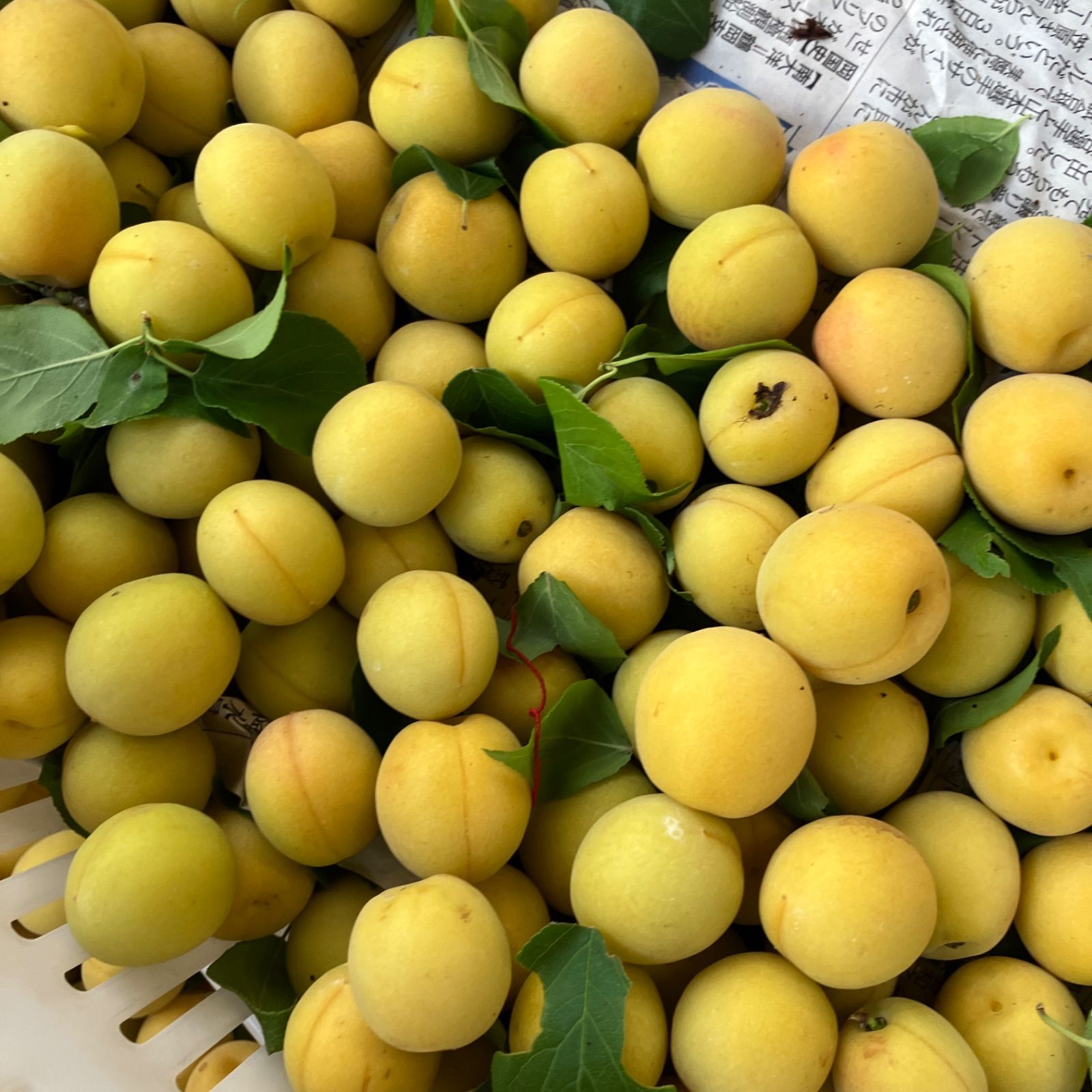 山形県産 幻の谷沢梅 5kg 樹上完熟 朝採り農薬不使用 - メルカリ