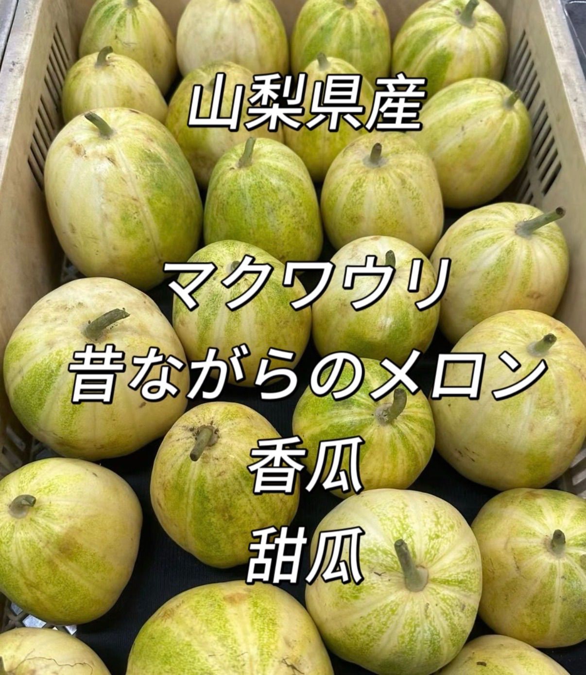 マクワウリ6kg 香瓜 マクワウリ6kg 香瓜 マクワウリ（すっきりメロン） | おうち野菜
