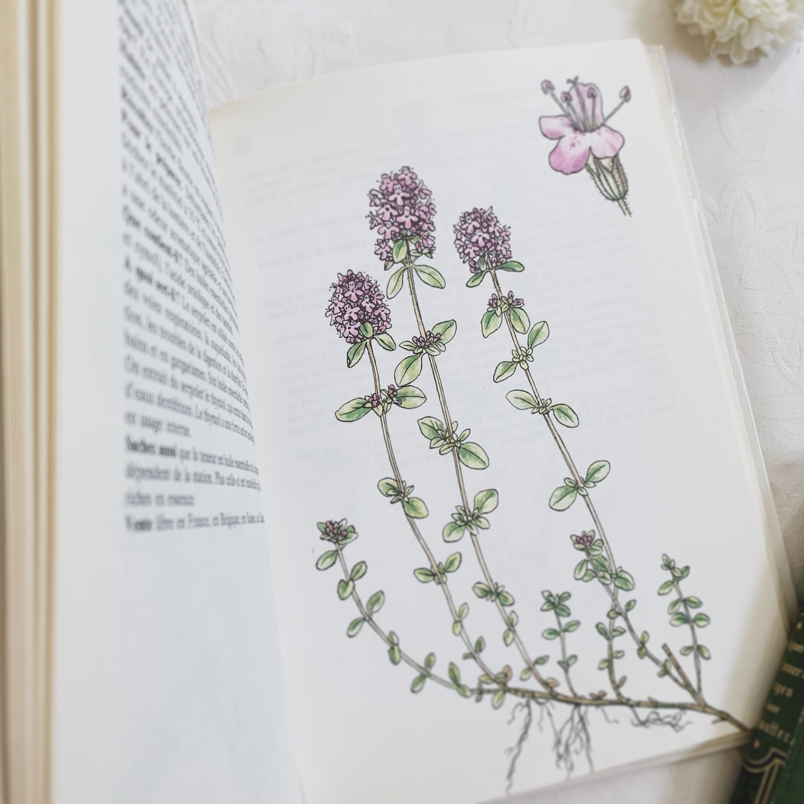 1984年 フランス語のビンテージ植物図鑑 - 薬草やハーブ- plantes 