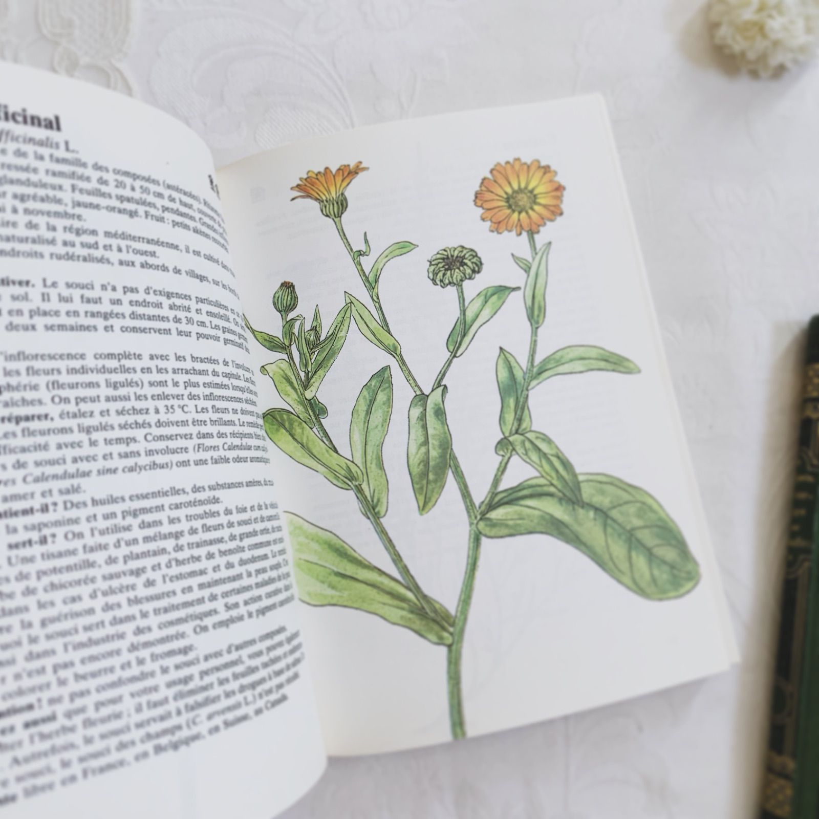 1984年 フランス語のビンテージ植物図鑑 - 薬草やハーブ- plantes