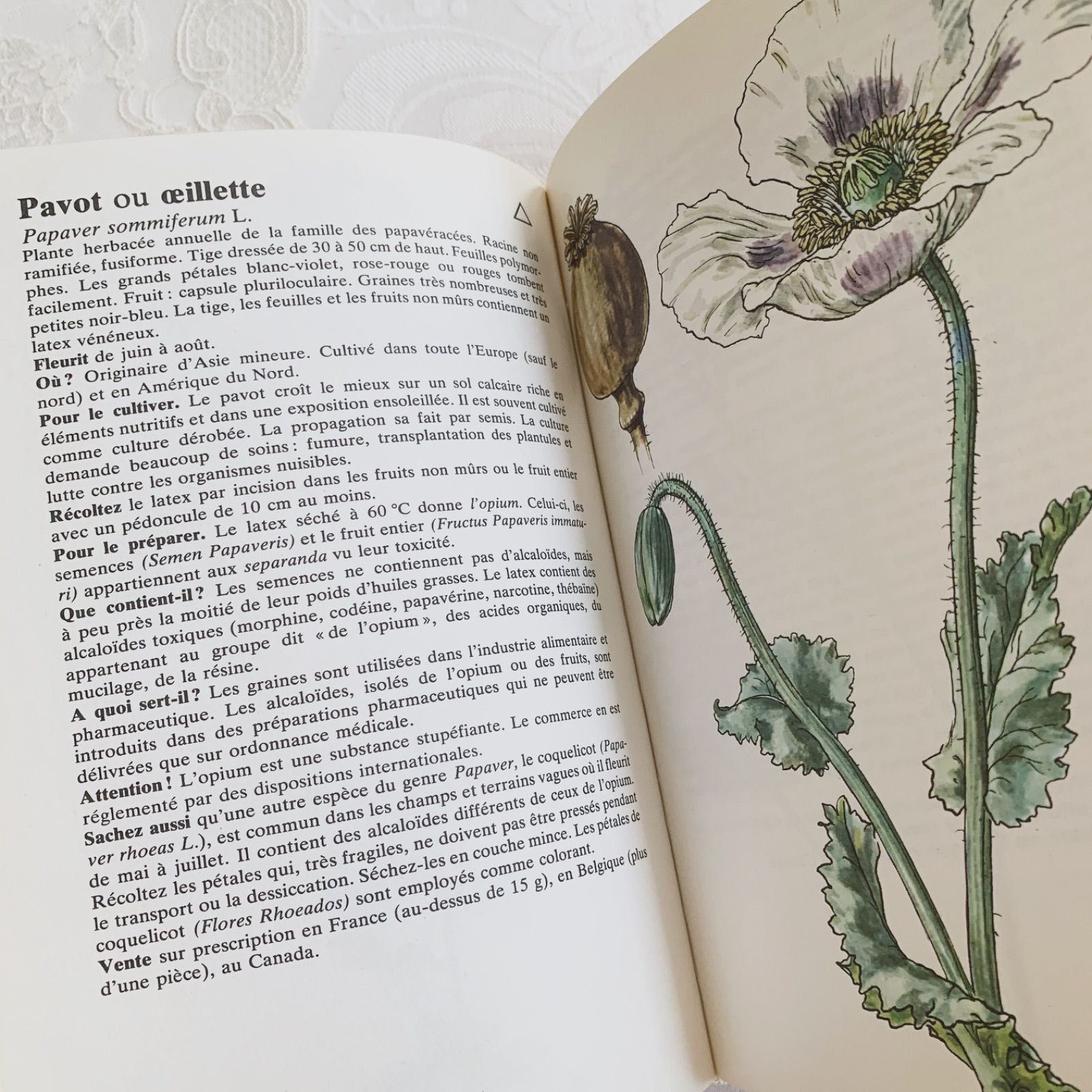 1984年 フランス語のビンテージ植物図鑑 - 薬草やハーブ- plantes
