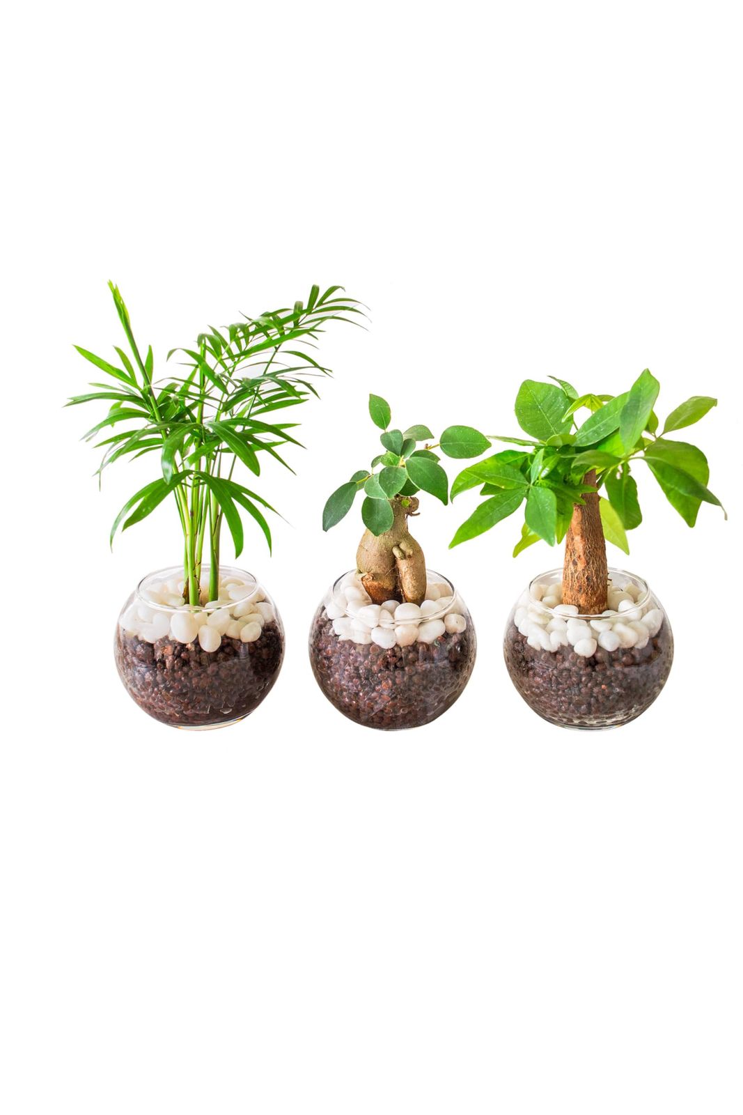 [ miipas ] ガジュマル パキラ テーブルヤシ 3種セット 観葉植物 本物 ハイドロカルチャー がじゅまるの木 ミニ 卓上 デスク 風水 室内用 虫がわかない テーブルやし ミニサイズ かんよう植物 トイレ 土を使わない ミィパスｍａ