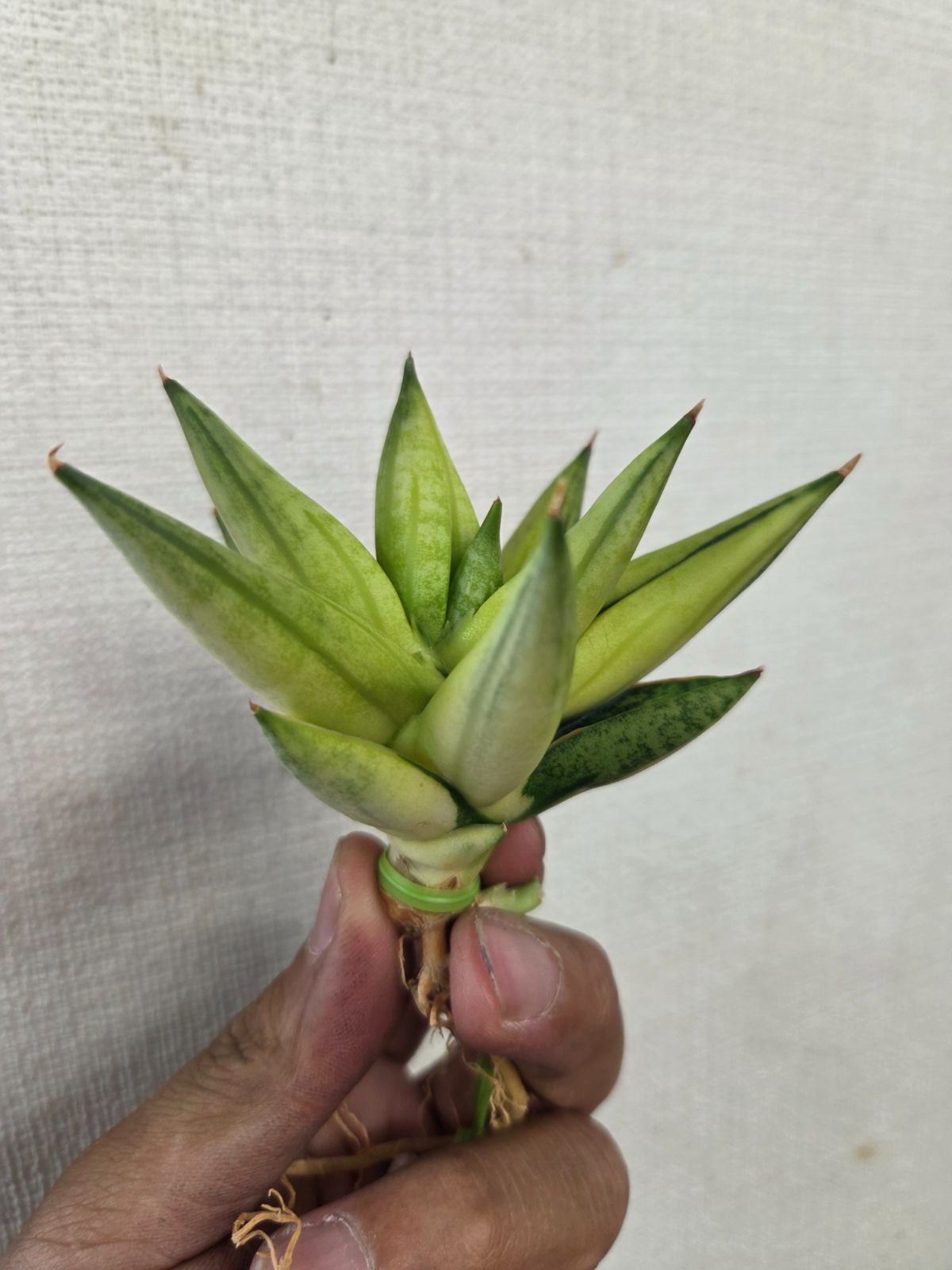 サンセベリア★ミンマニー　斑入り！極上株！小株つき！