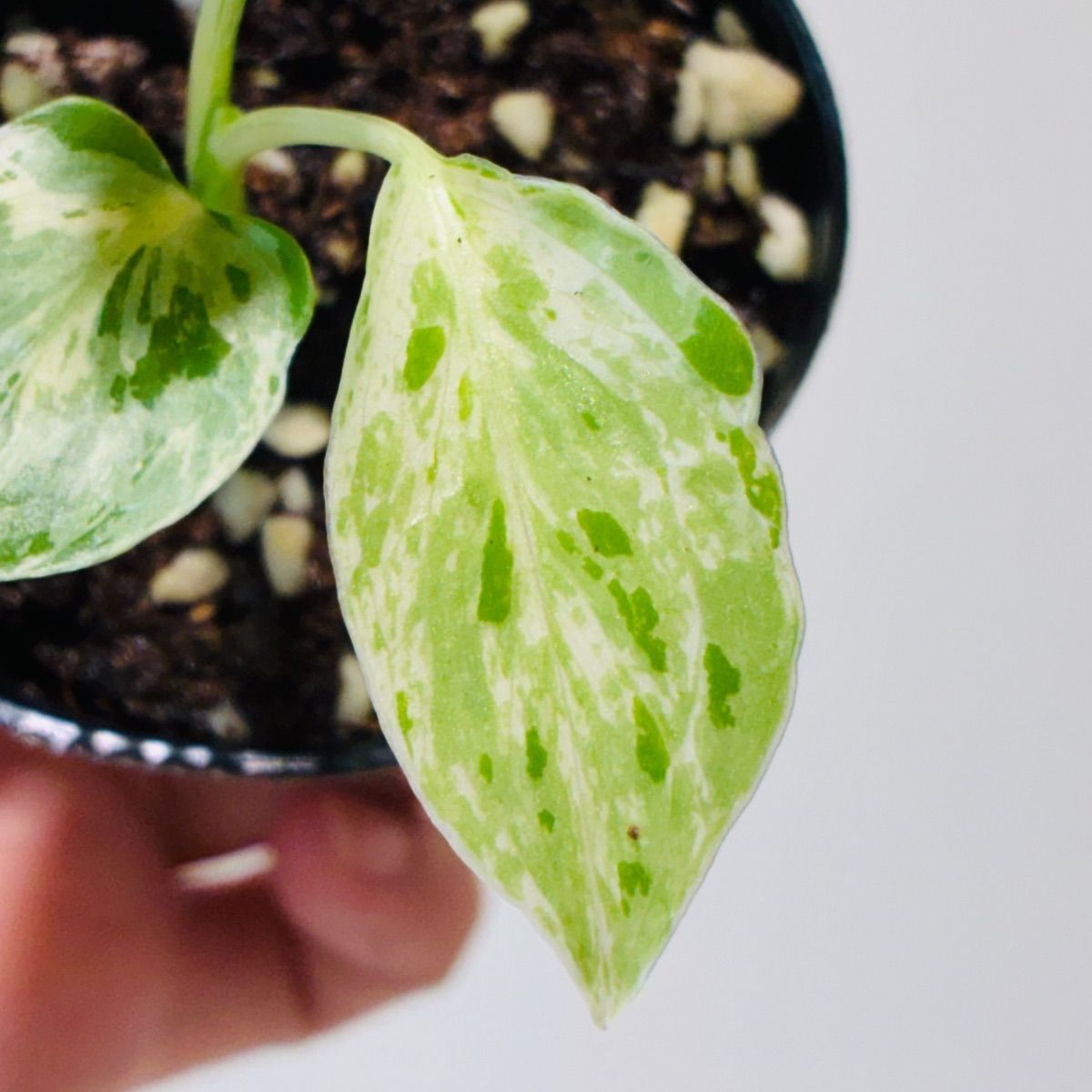 Monstera deliciosa “Bulbasaur” バルバソー/ベトシオーサ TC株・順化
