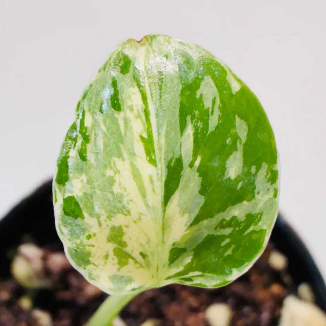 Monstera deliciosa “Bulbasaur” バルバソー/ベトシオーサ TC株・順化