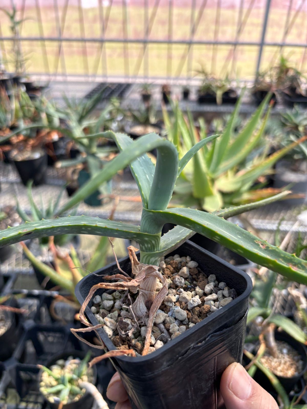 ◇mkbr Aloe sinana アロエ シナナ Ethiopia 原種アロエ 実生 多肉植物 