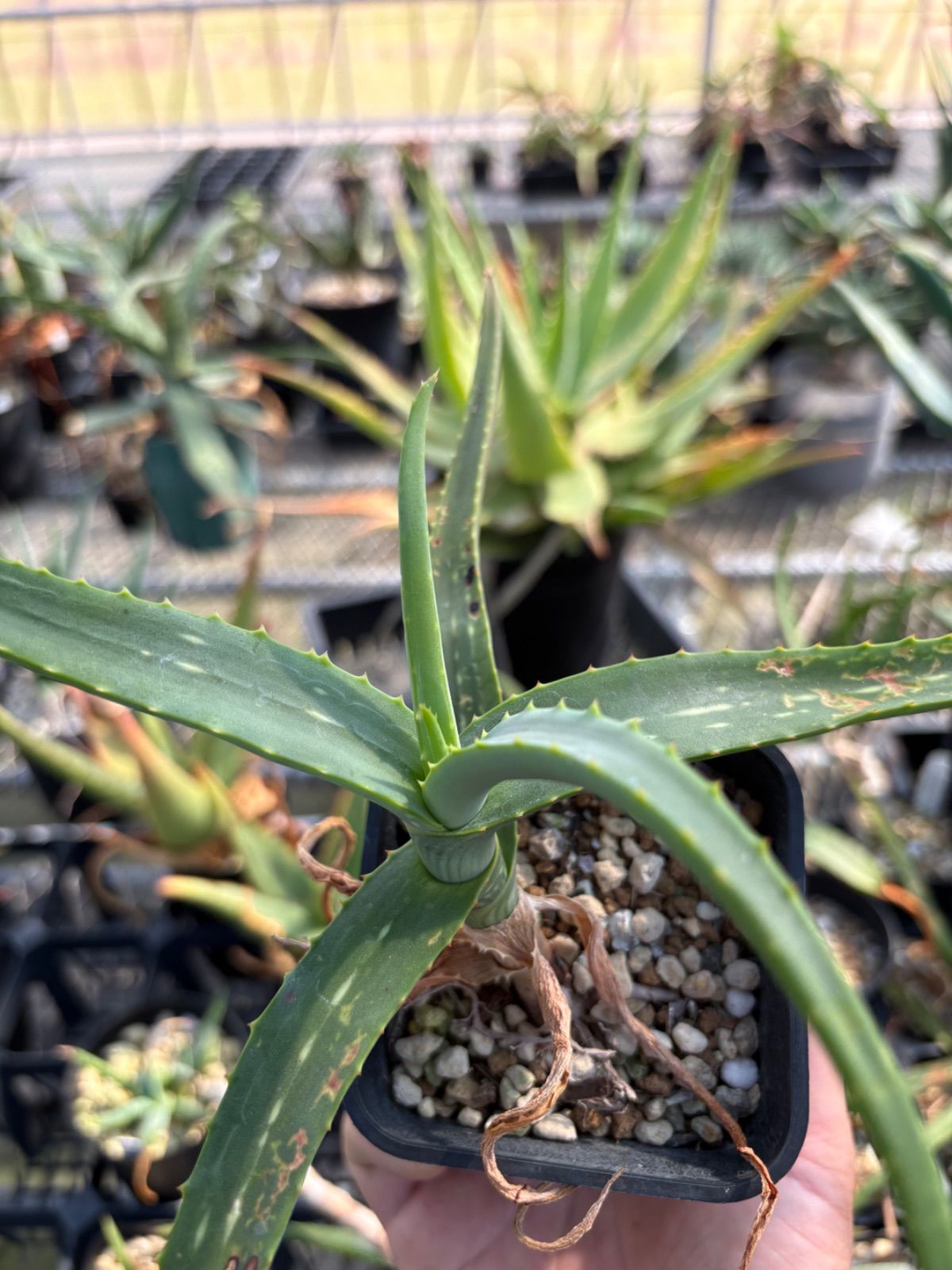 ◇mkbr Aloe sinana アロエ シナナ Ethiopia 原種アロエ 実生 多肉植物 