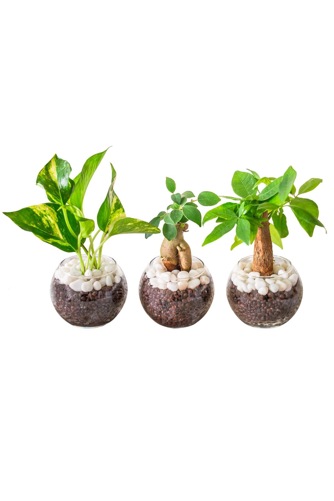 [ miipas ] ガジュマル パキラ ポトス 3種セット 観葉植物 本物 ハイドロカルチャー 虫が湧かない 植物 がじゅまるの木 ミニ 苗 pothos ゴールデンポトス ミニ観葉植物 卓上 ガジュマルの木 ミニサイズ 水耕栽培 ミィパスｍａ