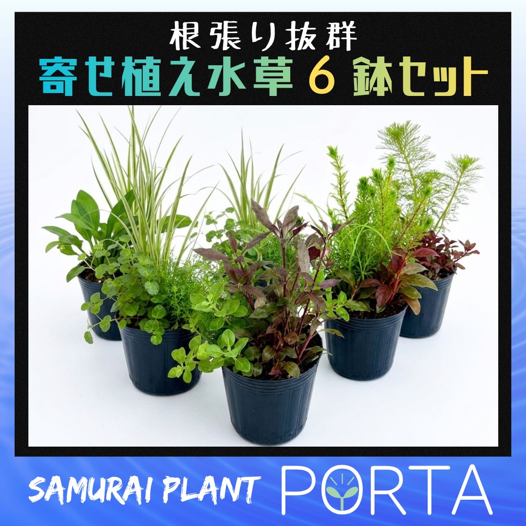 ビオトープ 向け 鉢植え 水草セット 【寄せ植え6鉢セット】 - メルカリ