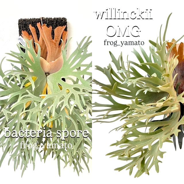 bika-025 ゆうパック 送料無料 frog_yamato【willinckii bacteria×OMG