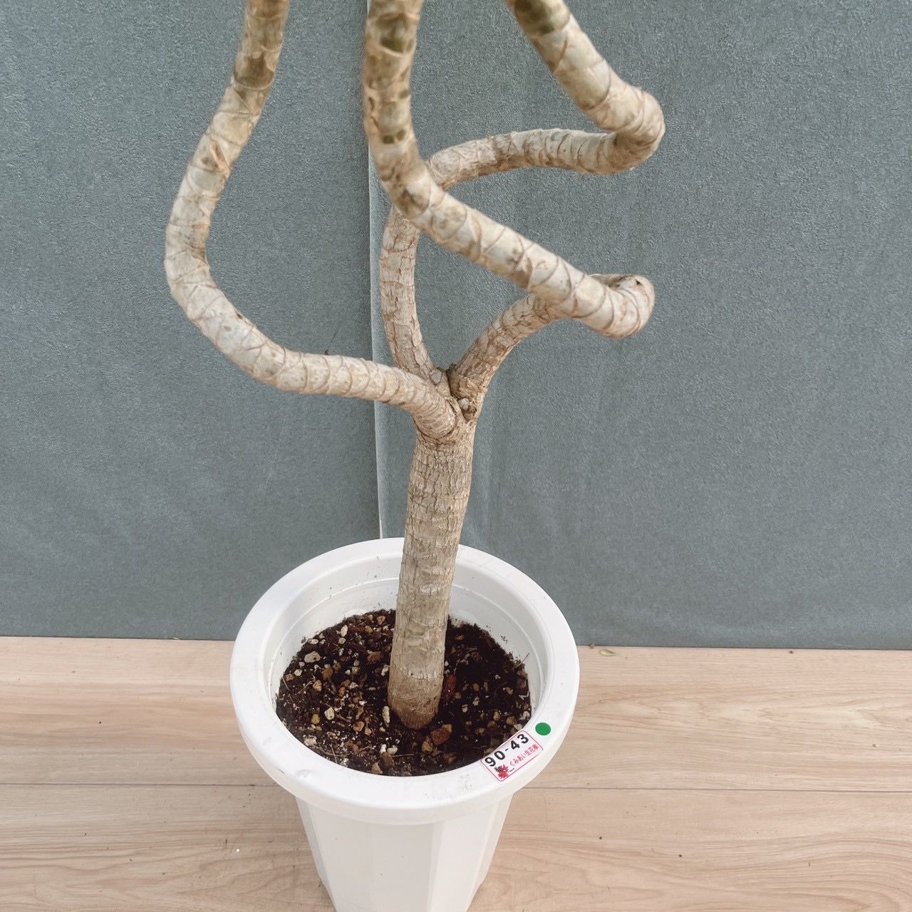 現品］【希少】3番 ドラセナ ナビー 龍 7号 観葉植物 大型 室内 レア