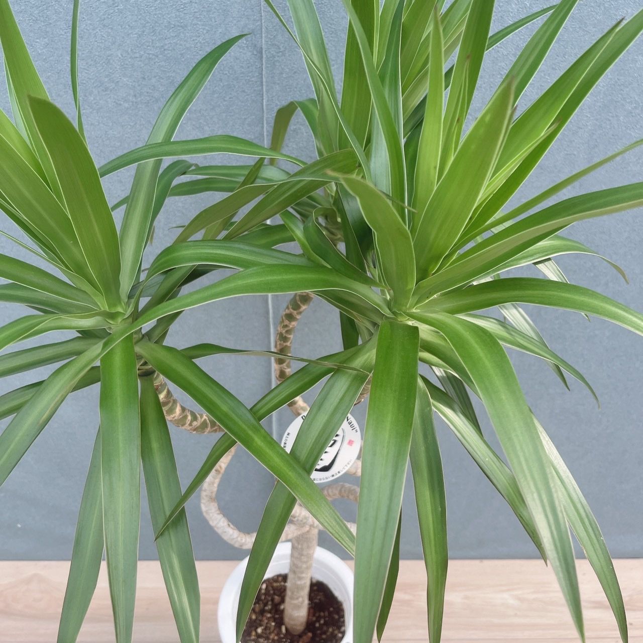 現品］【希少】3番 ドラセナ ナビー 龍 7号 観葉植物 大型 室内 レア