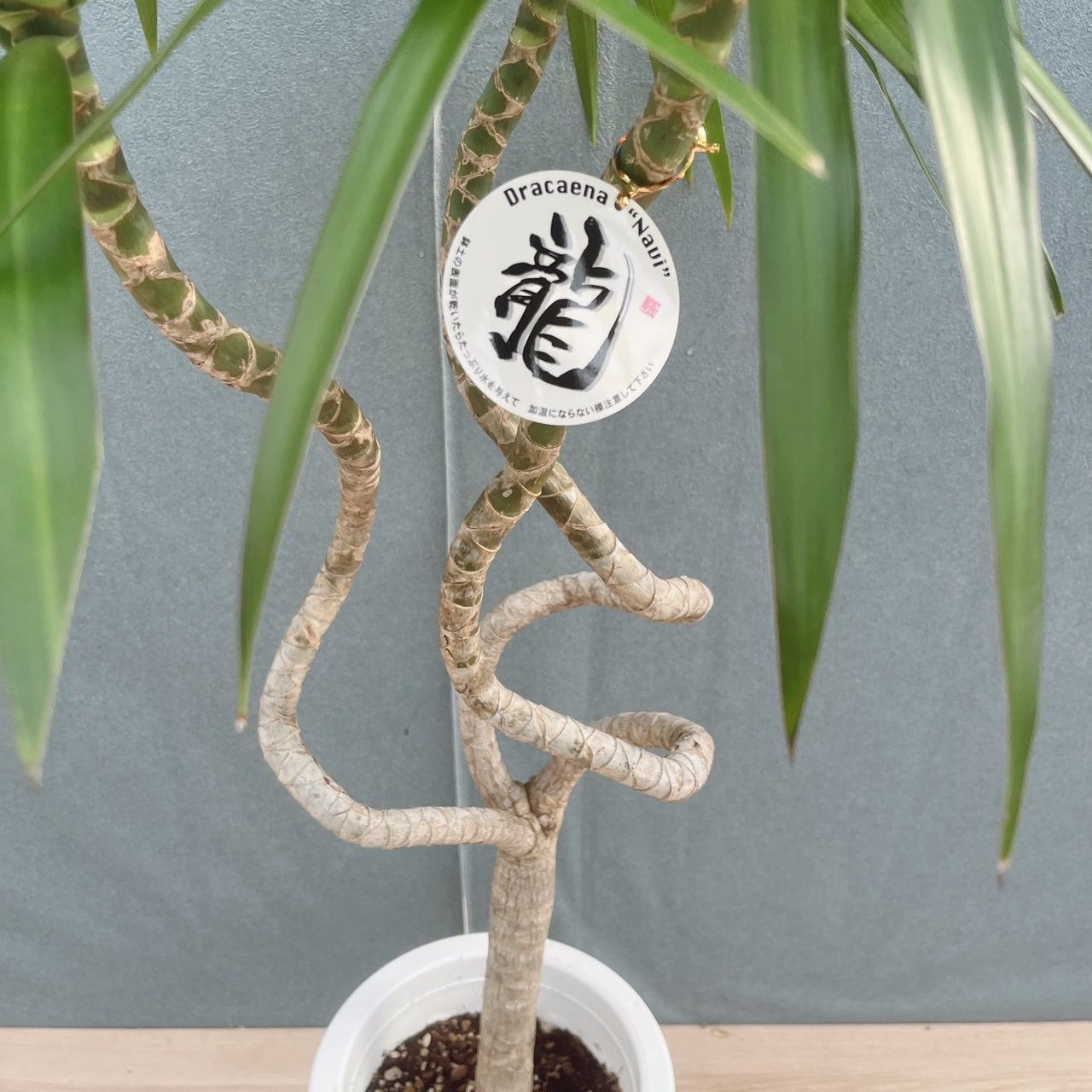 現品］【希少】3番 ドラセナ ナビー 龍 7号 観葉植物 大型 室内 レア