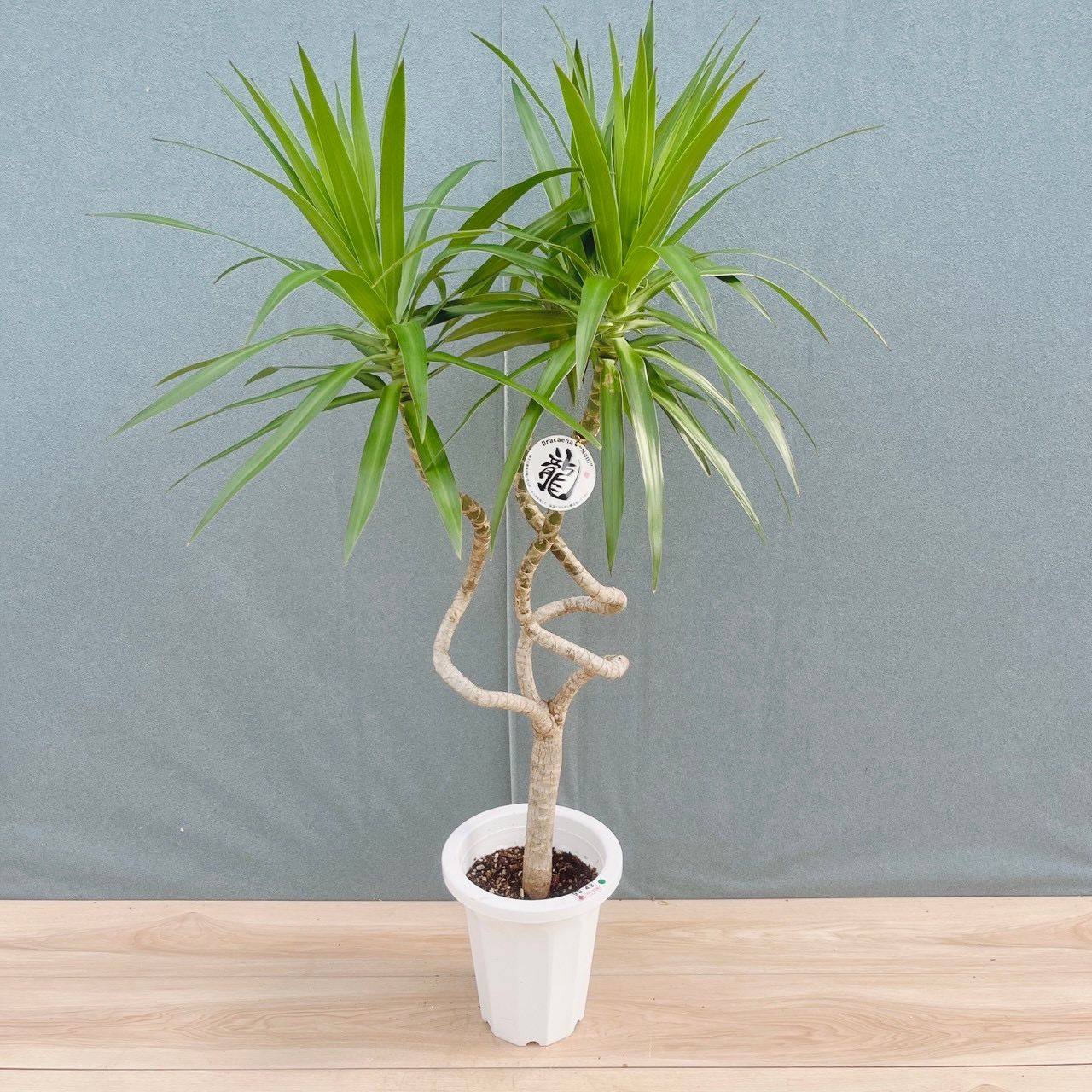 現品］【希少】3番 ドラセナ ナビー 龍 7号 観葉植物 大型 室内 レア