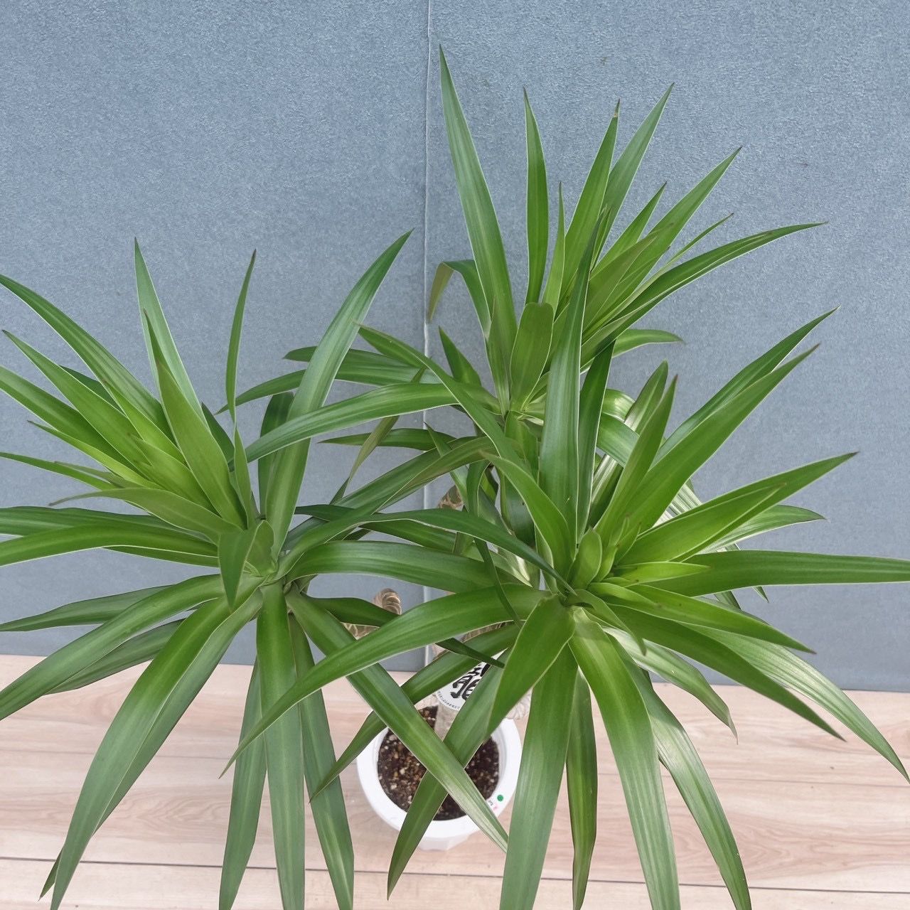 現品］【希少】3番 ドラセナ ナビー 龍 7号 観葉植物 大型 室内 レア