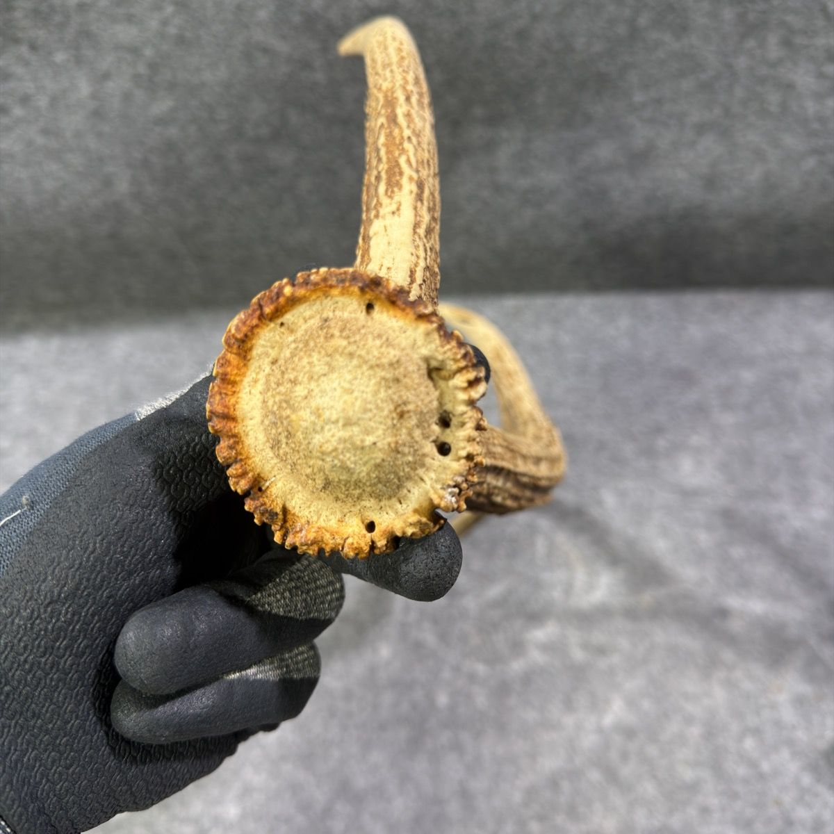 天然】鹿の角 1本 4本又 全長約57cm 重量約600g オブジェ インテリア