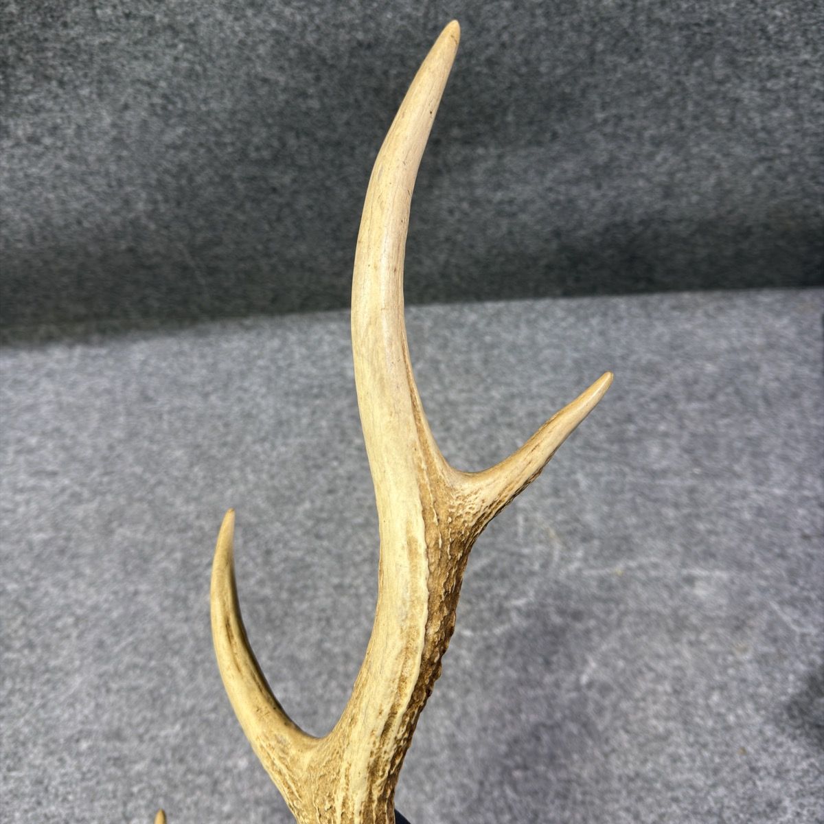 天然】鹿の角 1本 4本又 全長約57cm 重量約600g オブジェ インテリア
